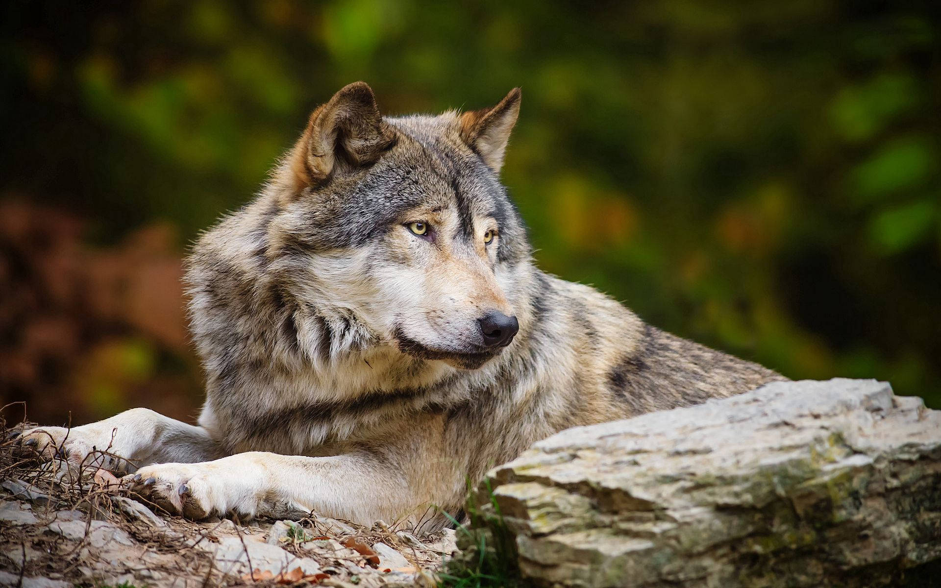 Wolf Wallpapers