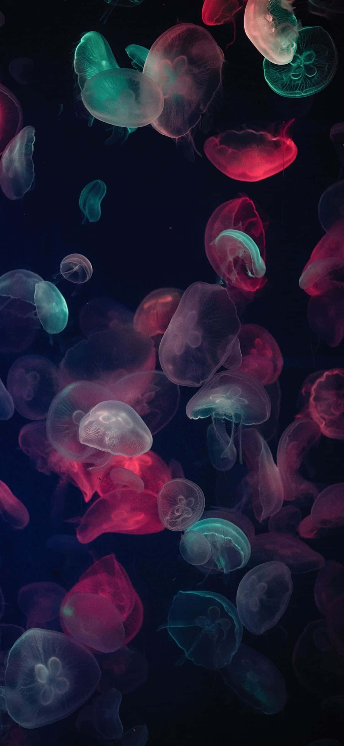 1170x2532 Resolusyon na Maraming Kulay na Jellyfish Wallpaper