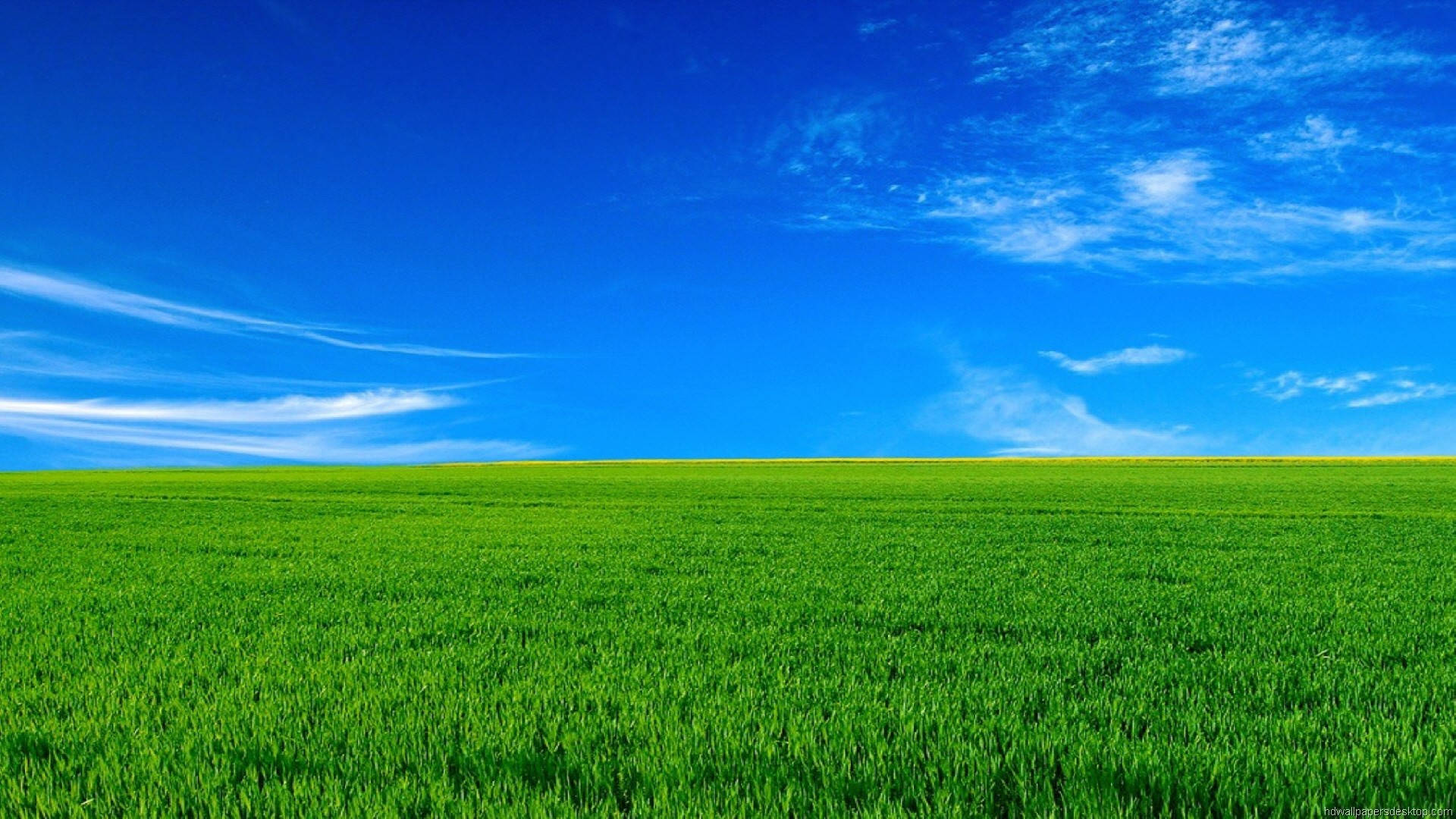 1920x1080 Full HD Kalikasan Luntiang Damo Asul na Langit Wallpaper