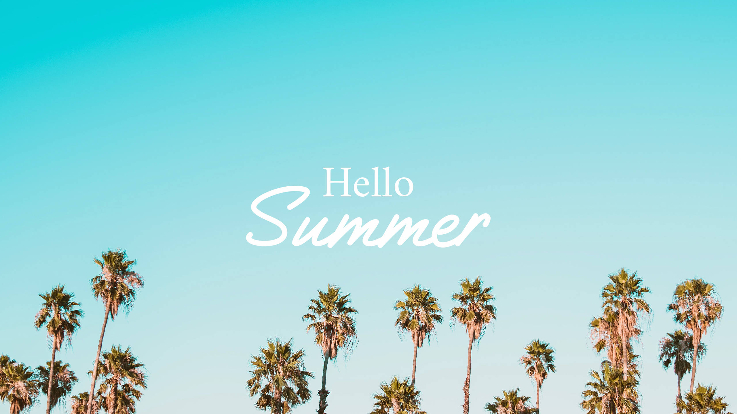 2560x1440 Tag-init na mga Puno ng Palma Wallpaper