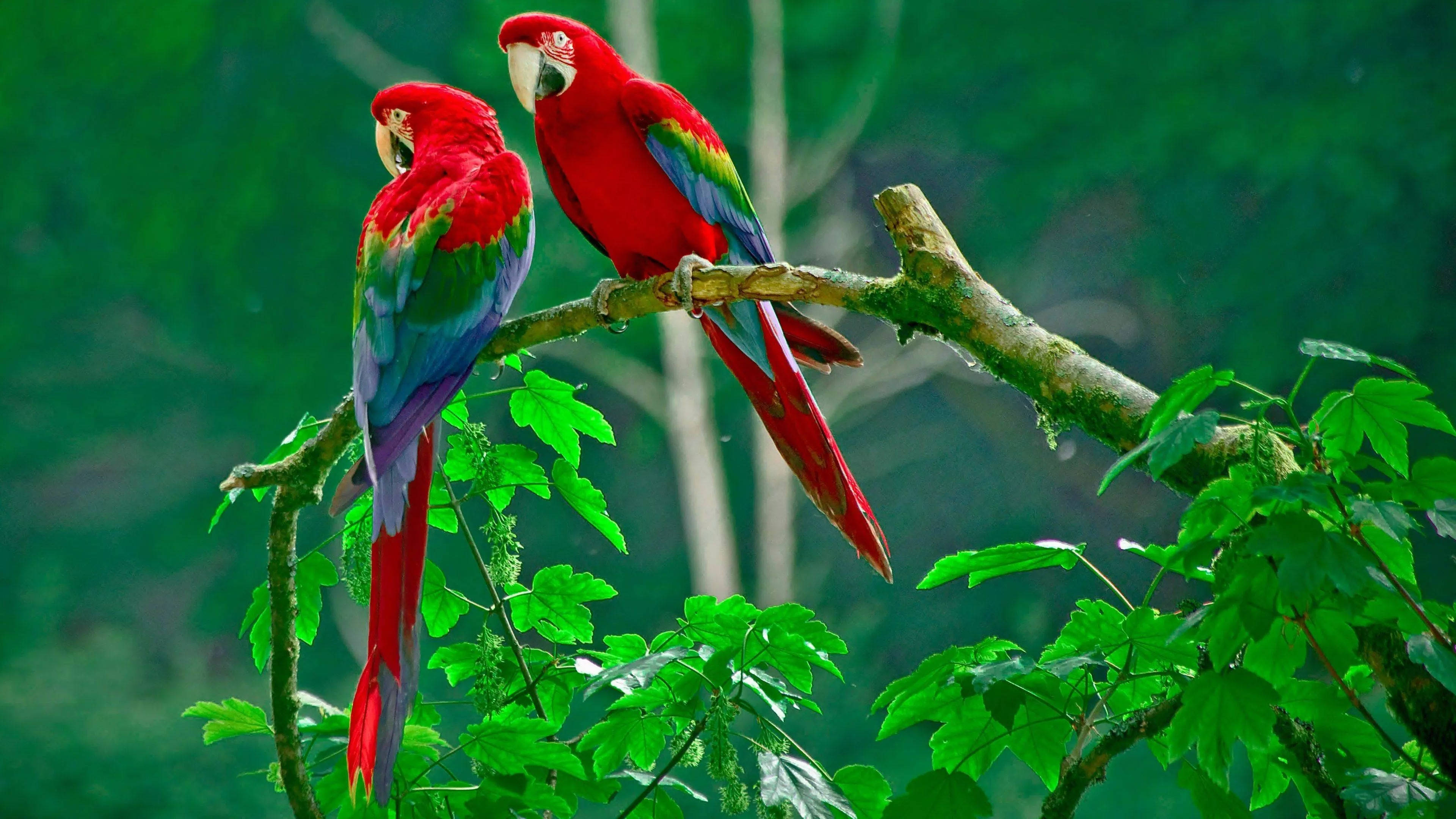 32K Ultra HD Kalikasan Mga Parrot Sa Sanga Wallpaper