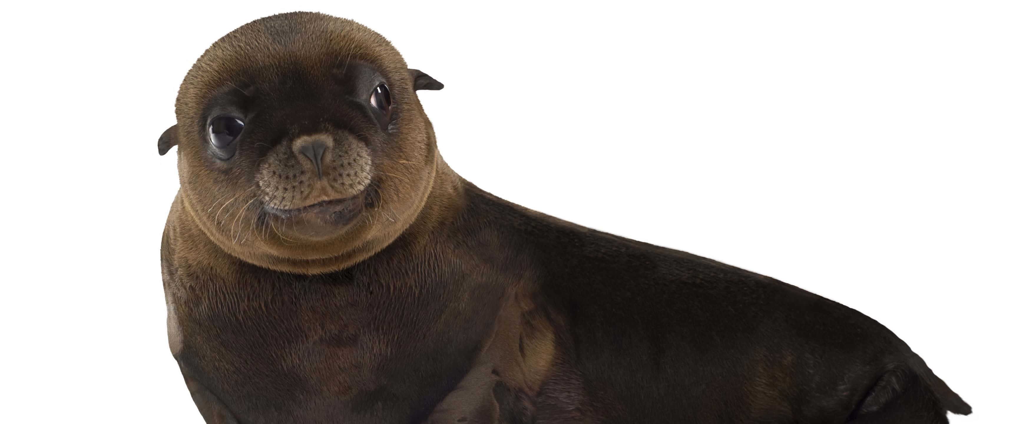 3440x1440 Hayop na Sanggumay na Batang Sea Lion Wallpaper