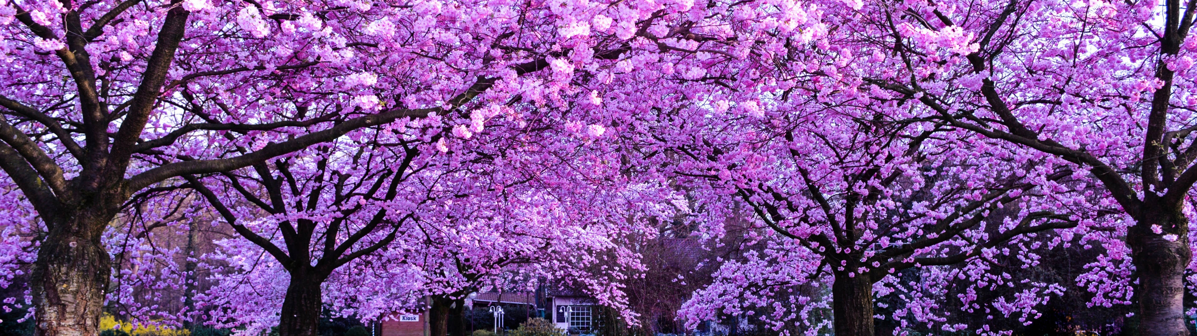 3840x1080 4K Puno ng Cherry Blossom Wallpaper
