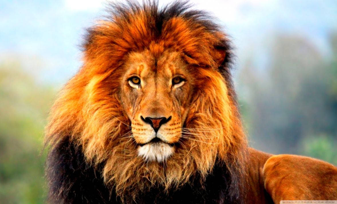 3D Lion Background ng Maringal na Leon Wallpaper