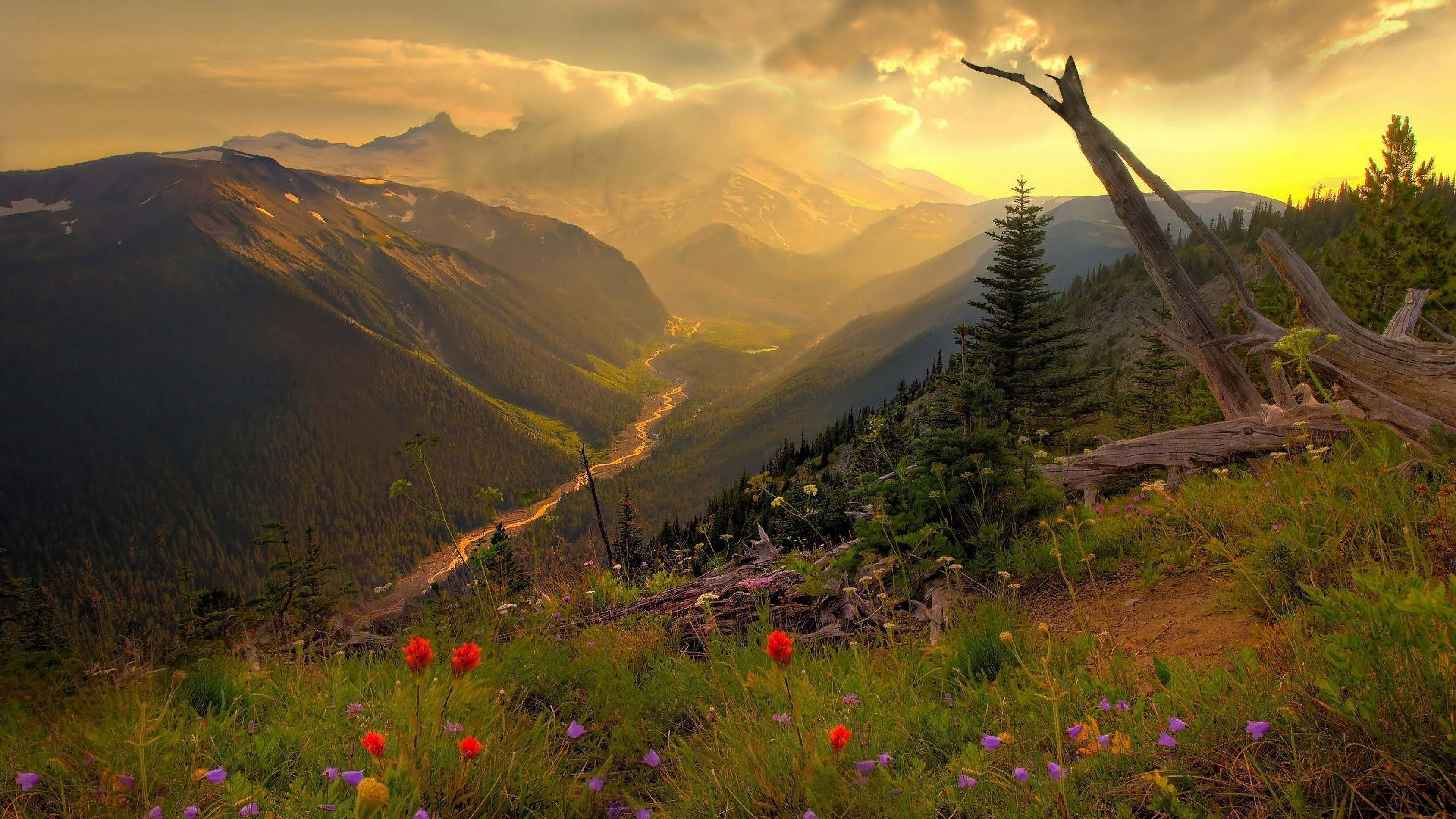 4K Kalikasan Bulaklak Sa Bundok Wallpaper