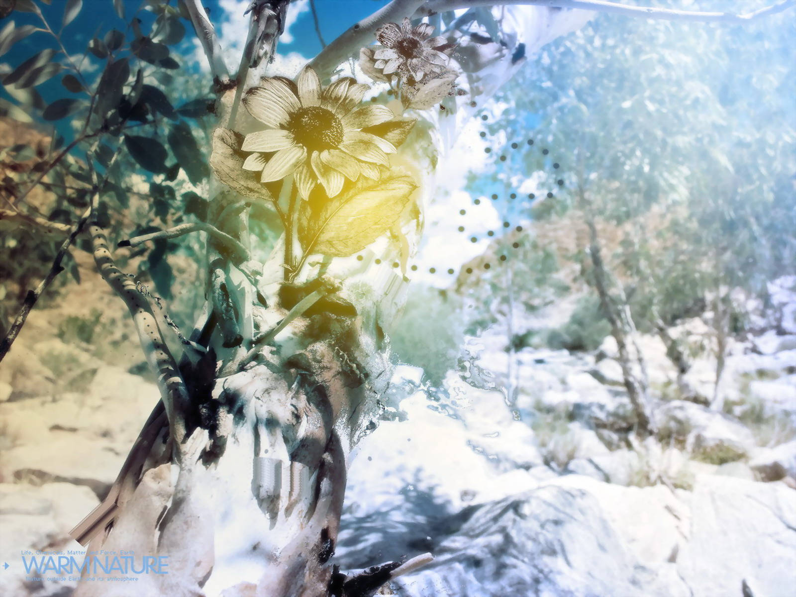 4K Kalikasan Bulaklak at Niyebe Wallpaper