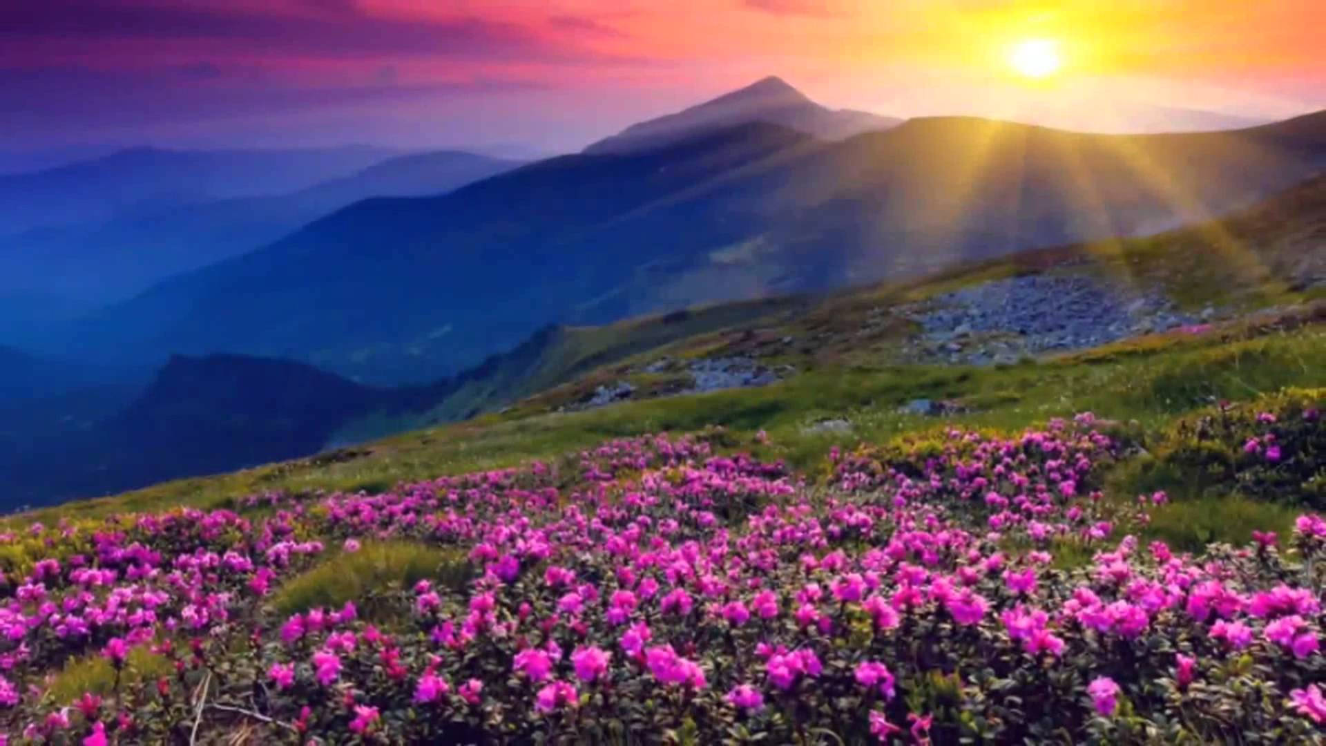 4K Kalikasan Bulaklak at Pagsikat ng Araw Wallpaper