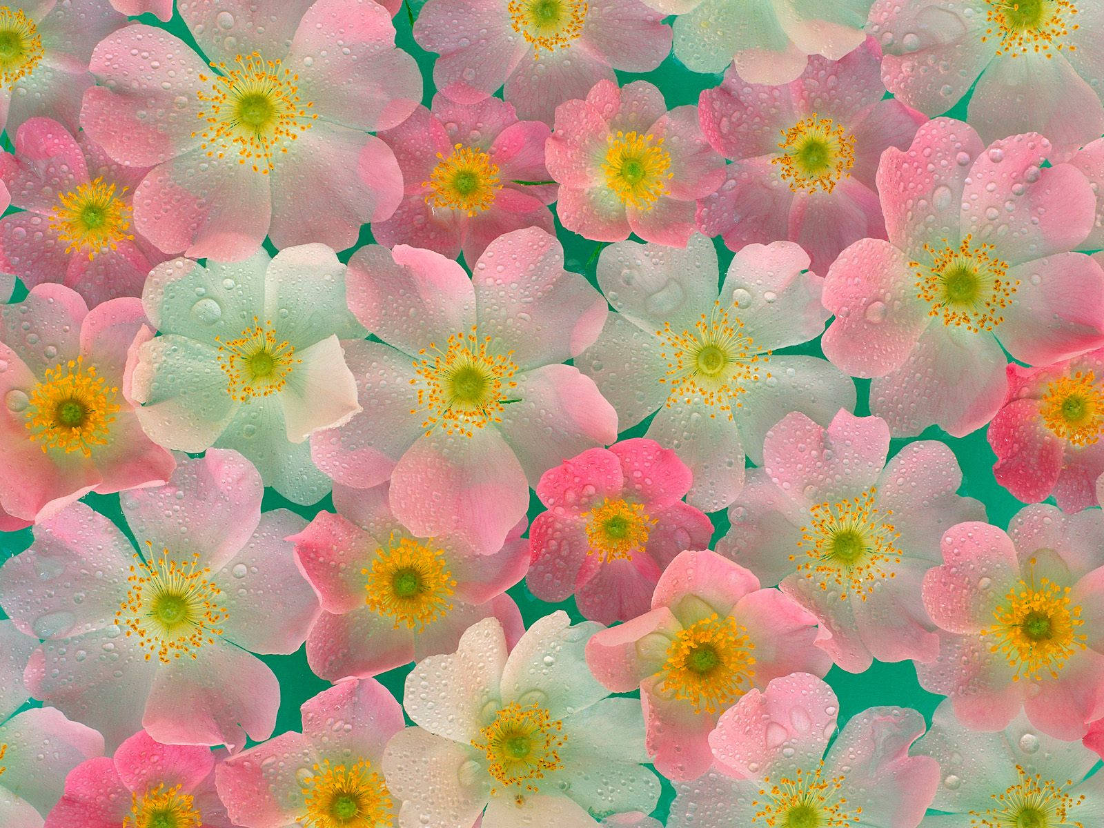 4K Kalikasan na Rosas na Bulaklak Wallpaper