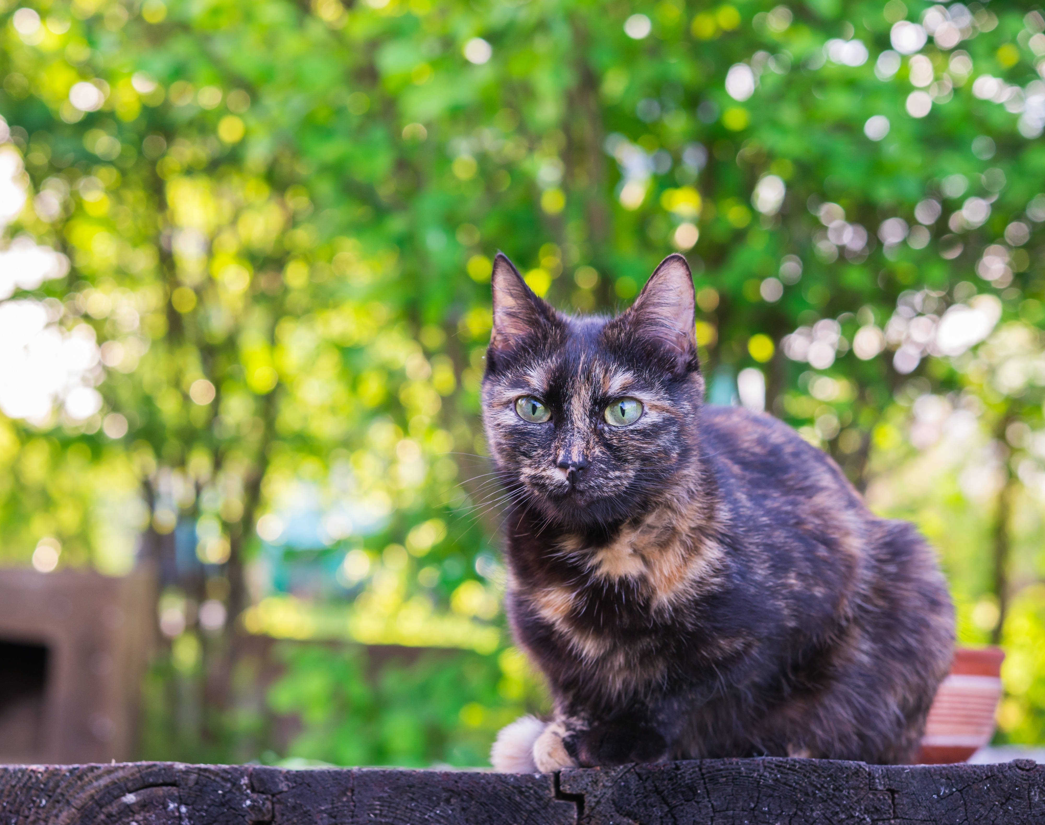 4K Mga Luntiang Puno at Itim na Pusa Wallpaper