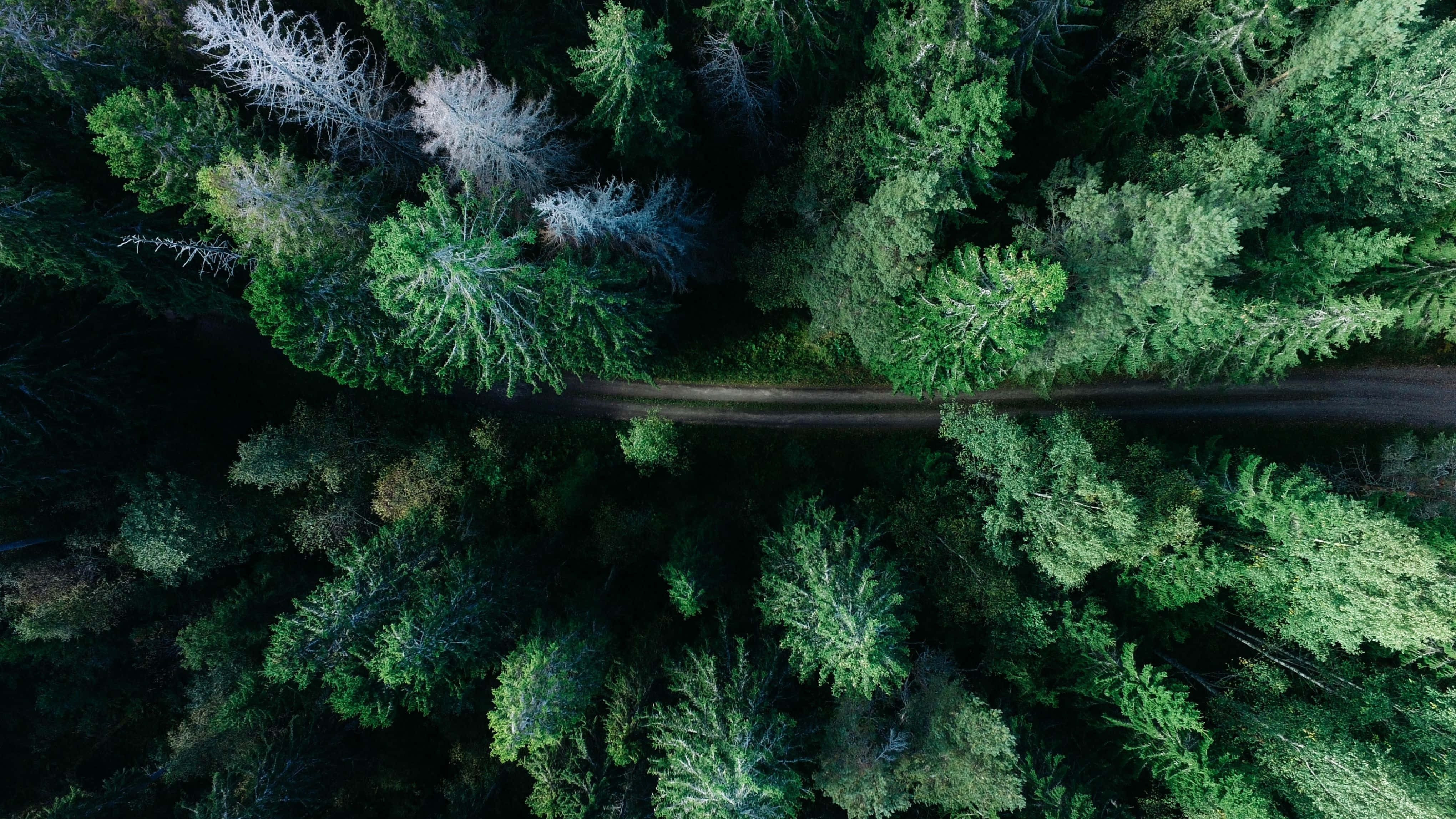 4K Monitor Shot ng Conifer Forest Mula Itaas Wallpaper
