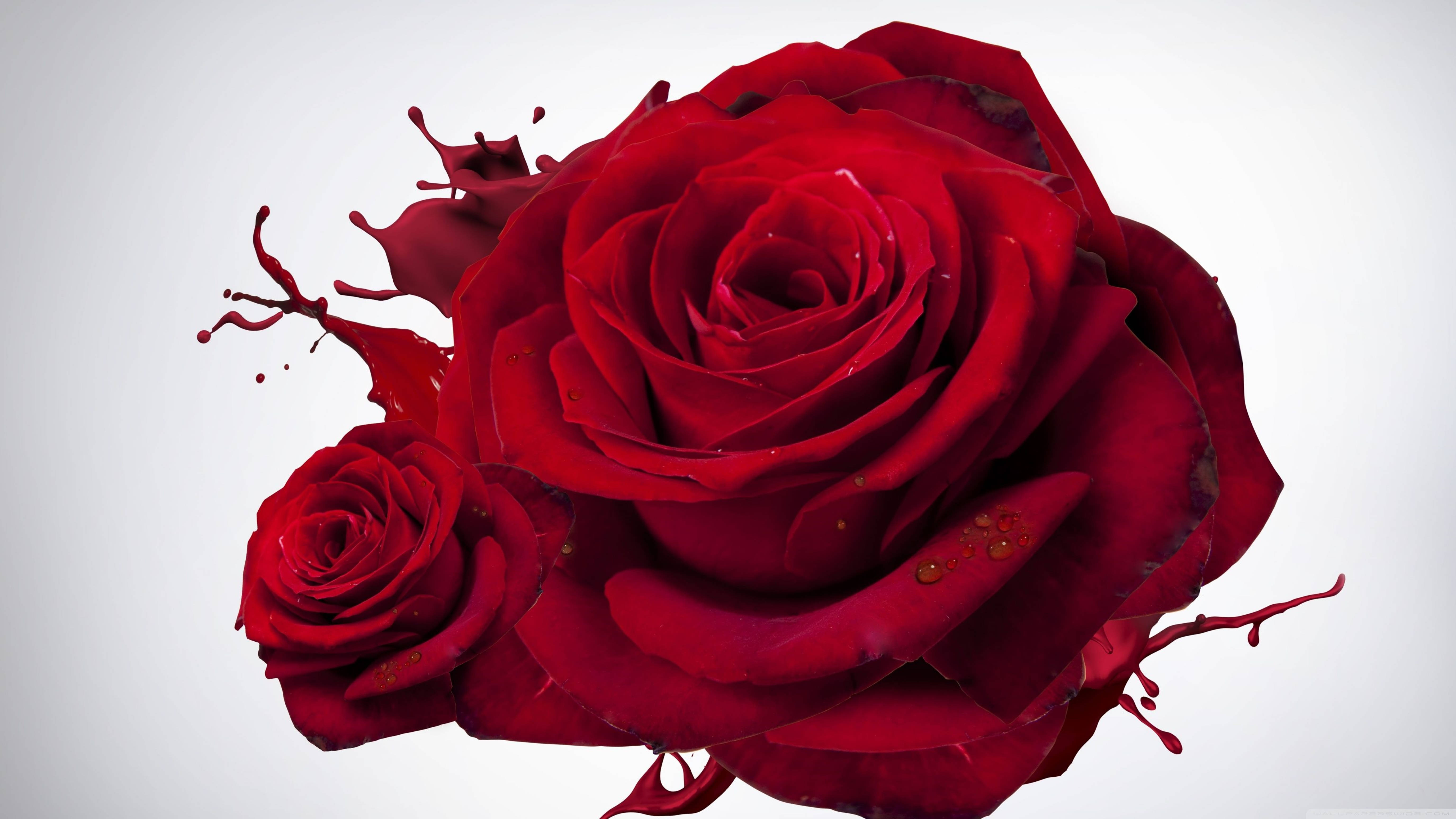 4K Pulang Rosas na Tilamsik Wallpaper