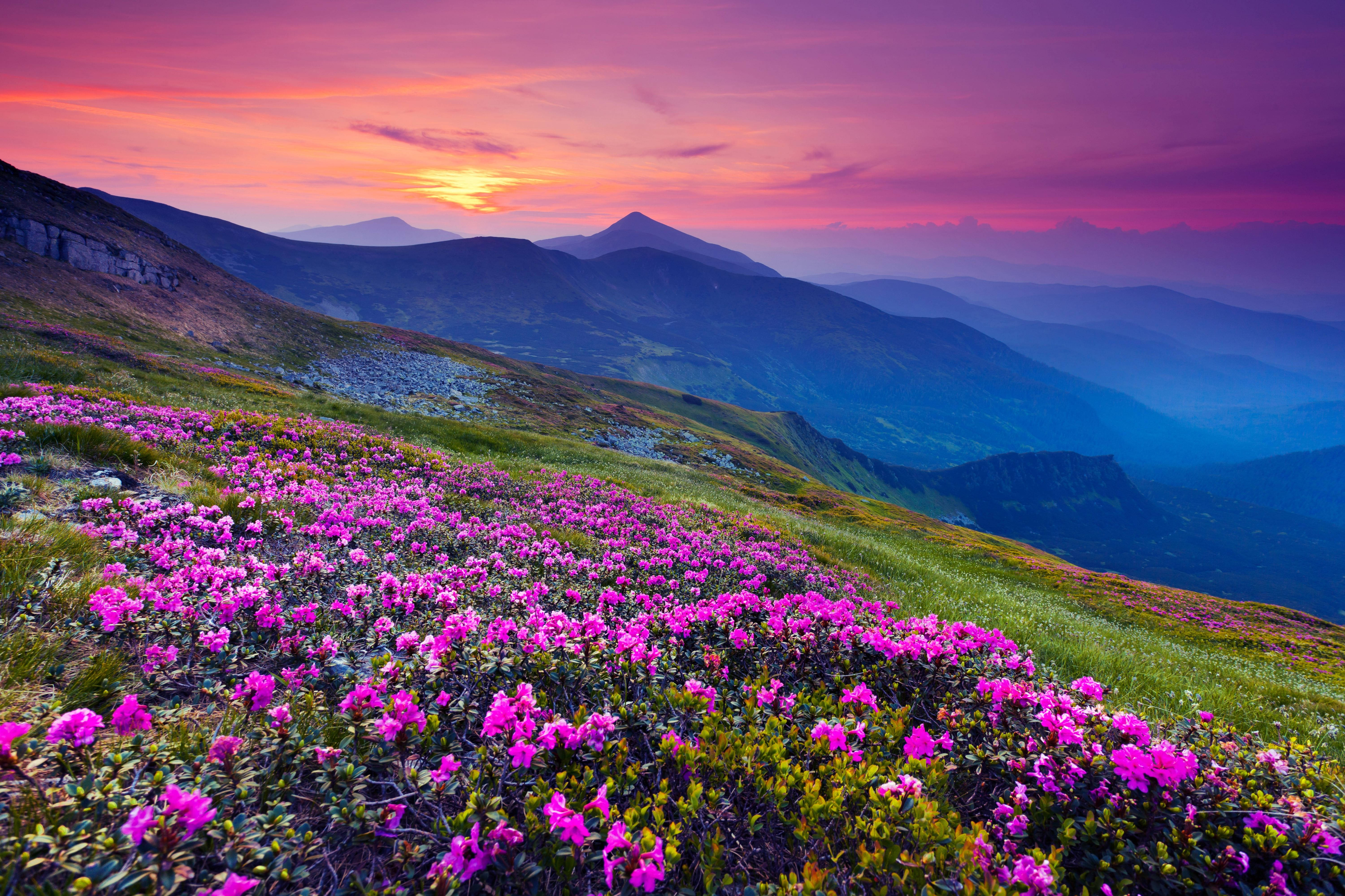 4K Tanawin Lila Paglubog ng Araw Bulaklak Wallpaper