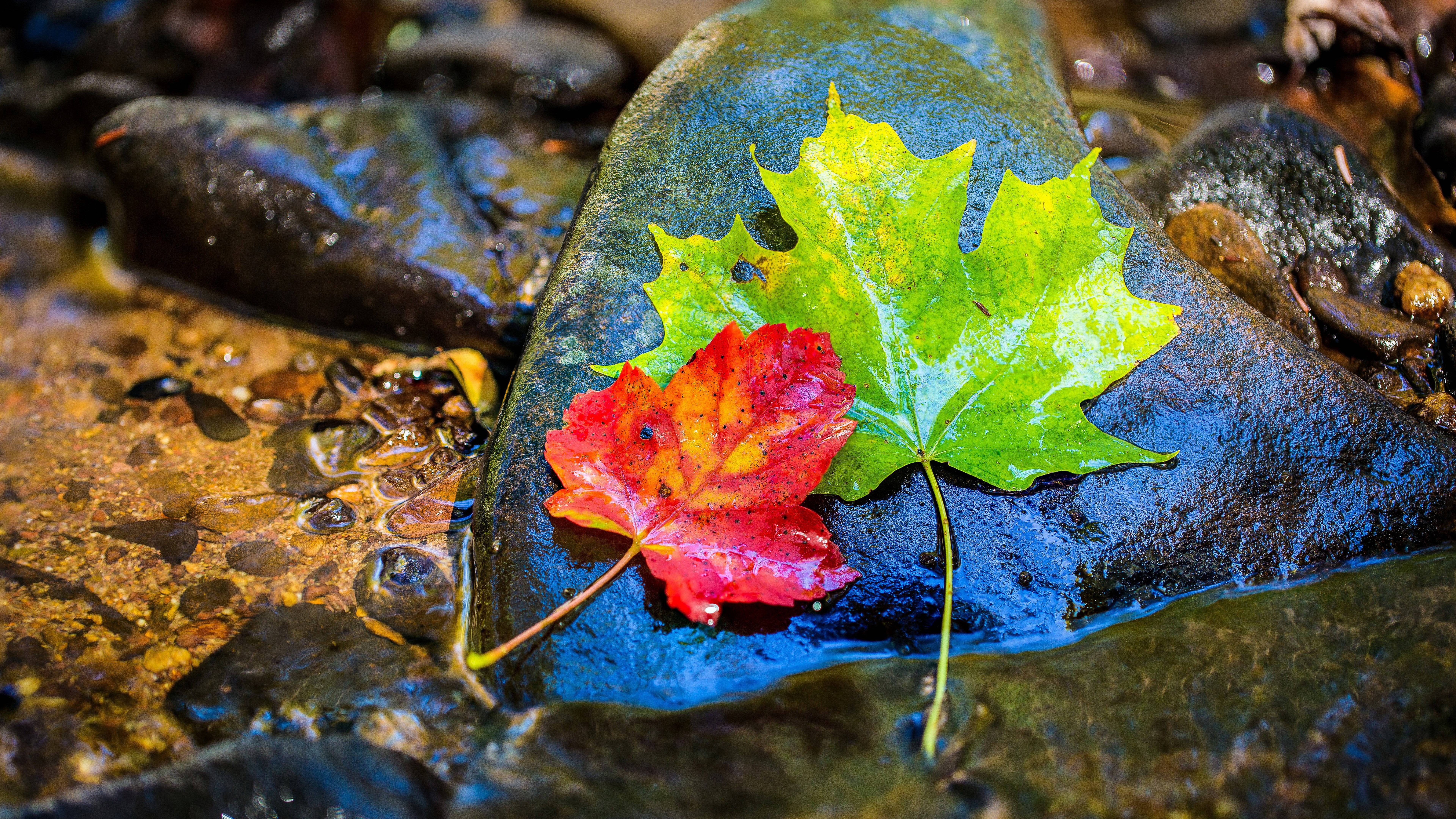8K 7680x4320 Ultra HD Resolution Desktop Leaves Wallpaper