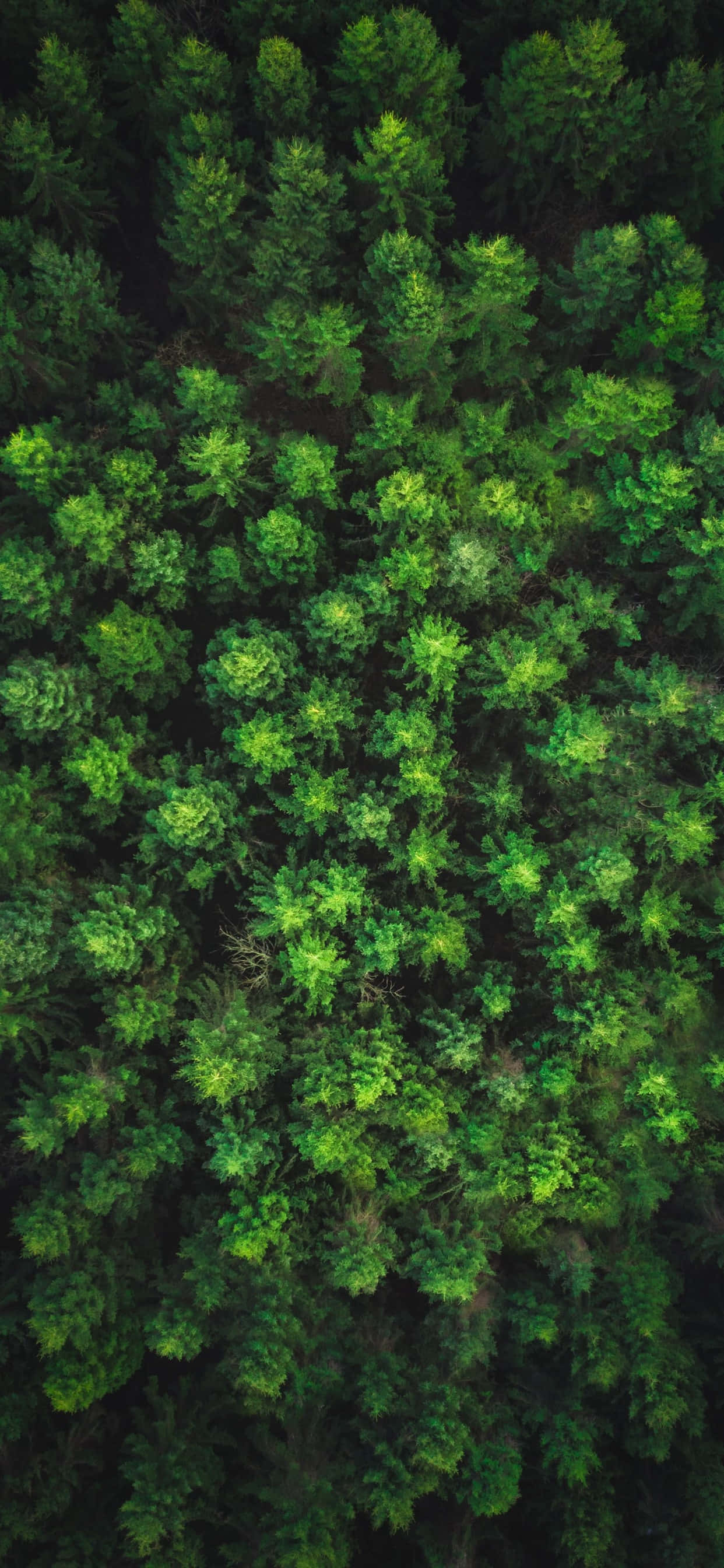 Isang magandang boulevard na napalibutan ng matataas na puno! Wallpaper