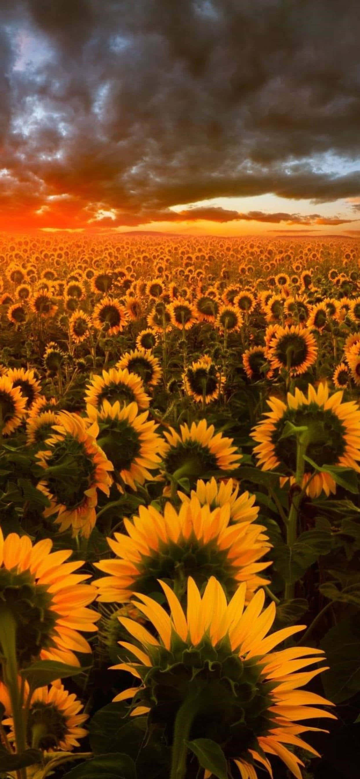 Isang magandang kontrast ng dilim at liwanag sa isang sunflower. Wallpaper