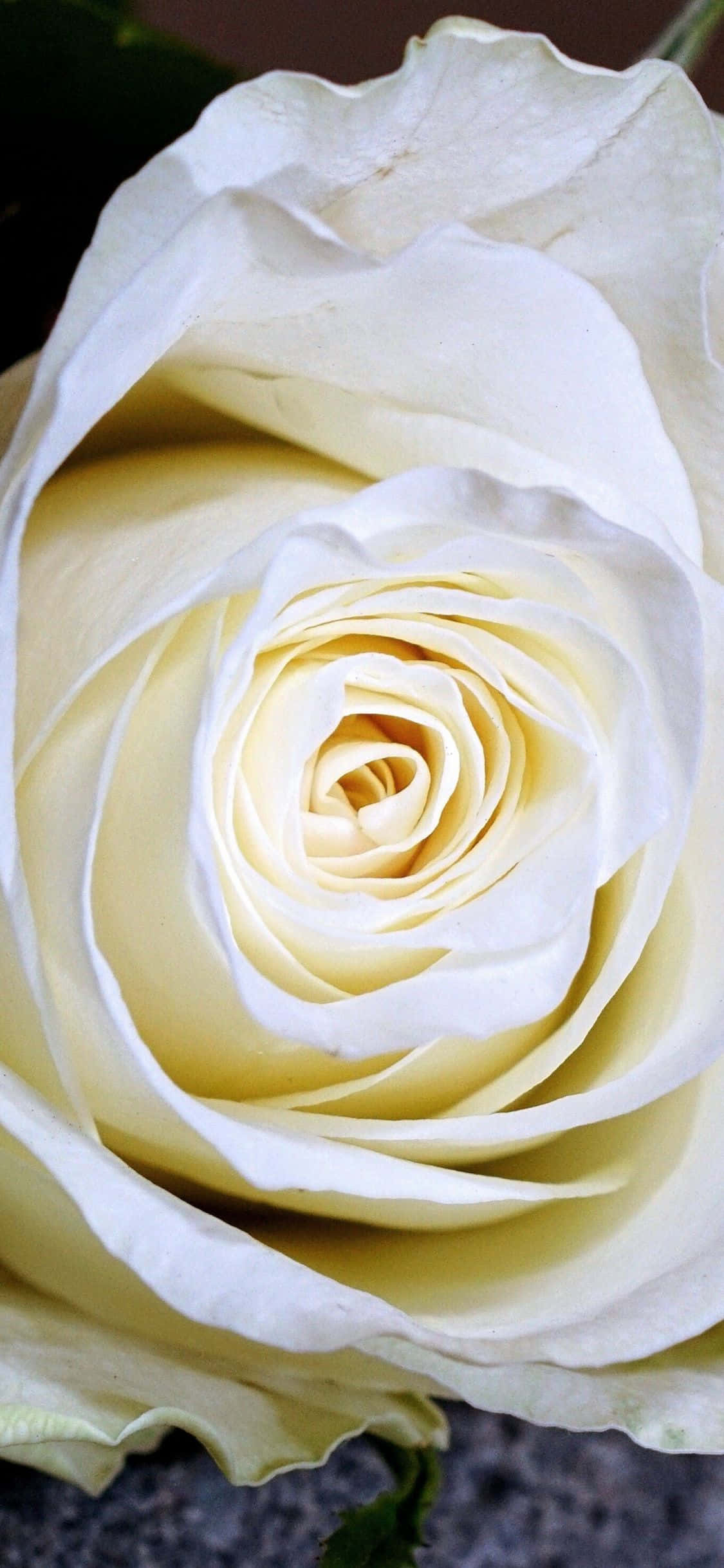 Isang magandang pagpapakita ng mga puting rosas Wallpaper