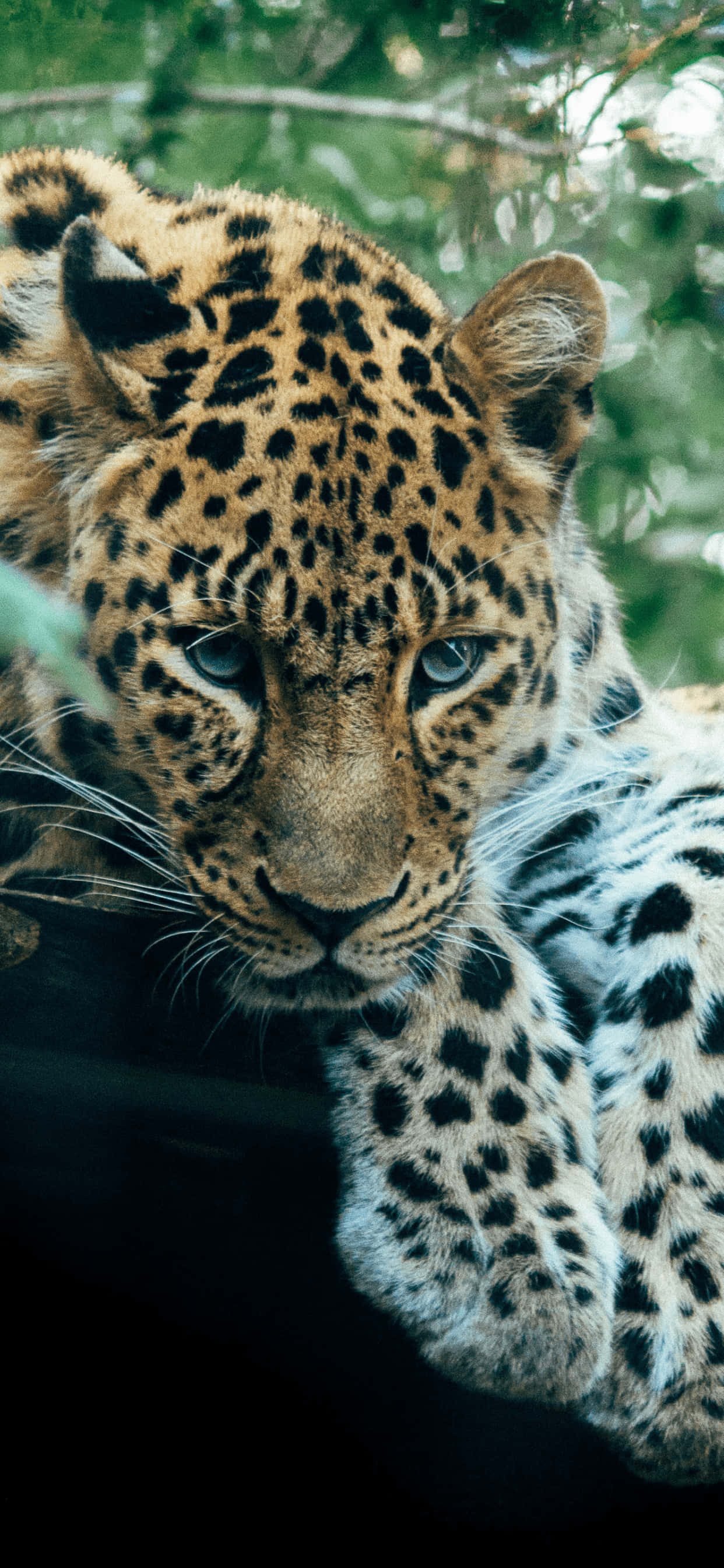 Isang magandang leopardo na nag-aantay ng oras nito sa araw Wallpaper
