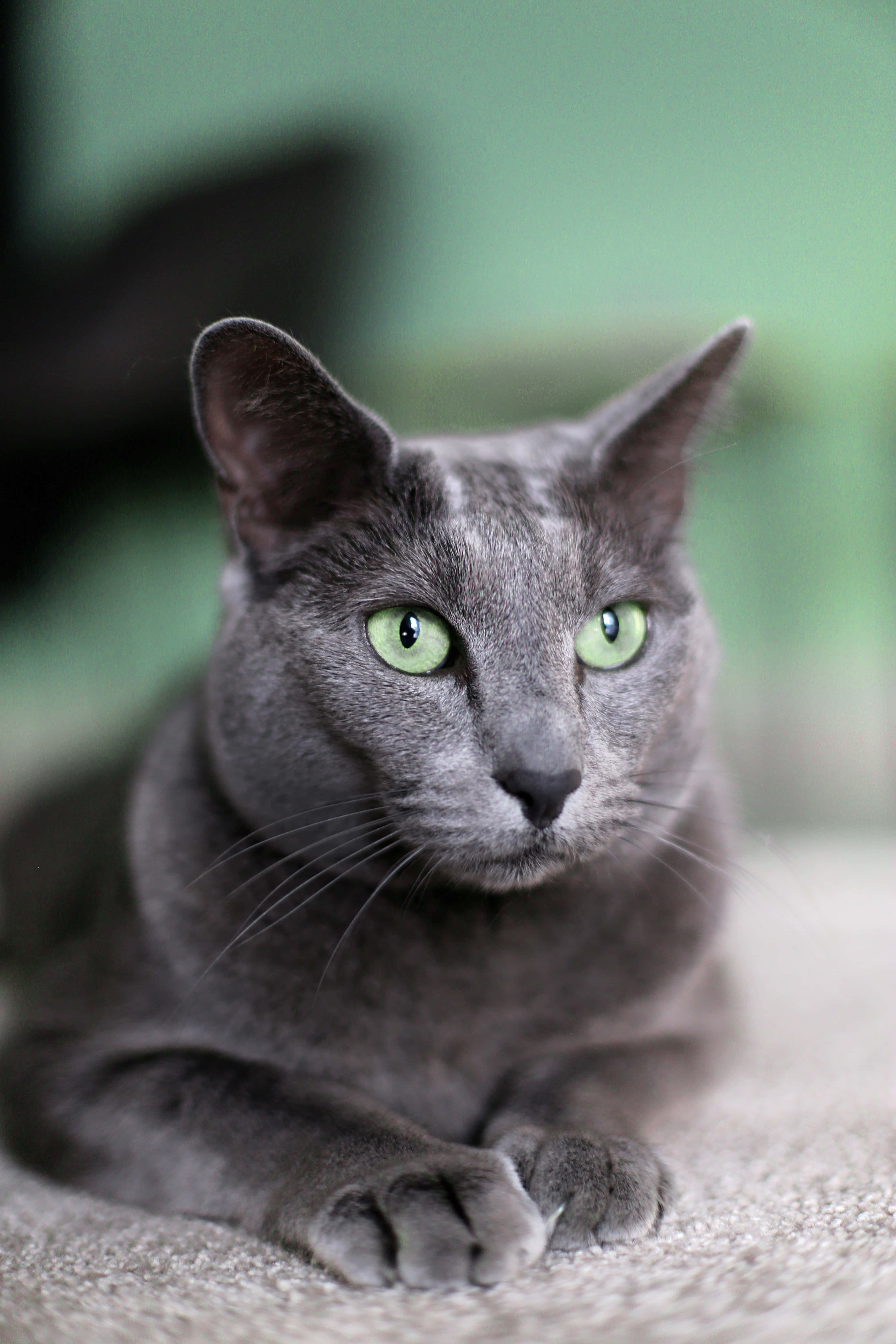 Isang magandang Russian Blue Cat na nagpapahinga sa araw Wallpaper