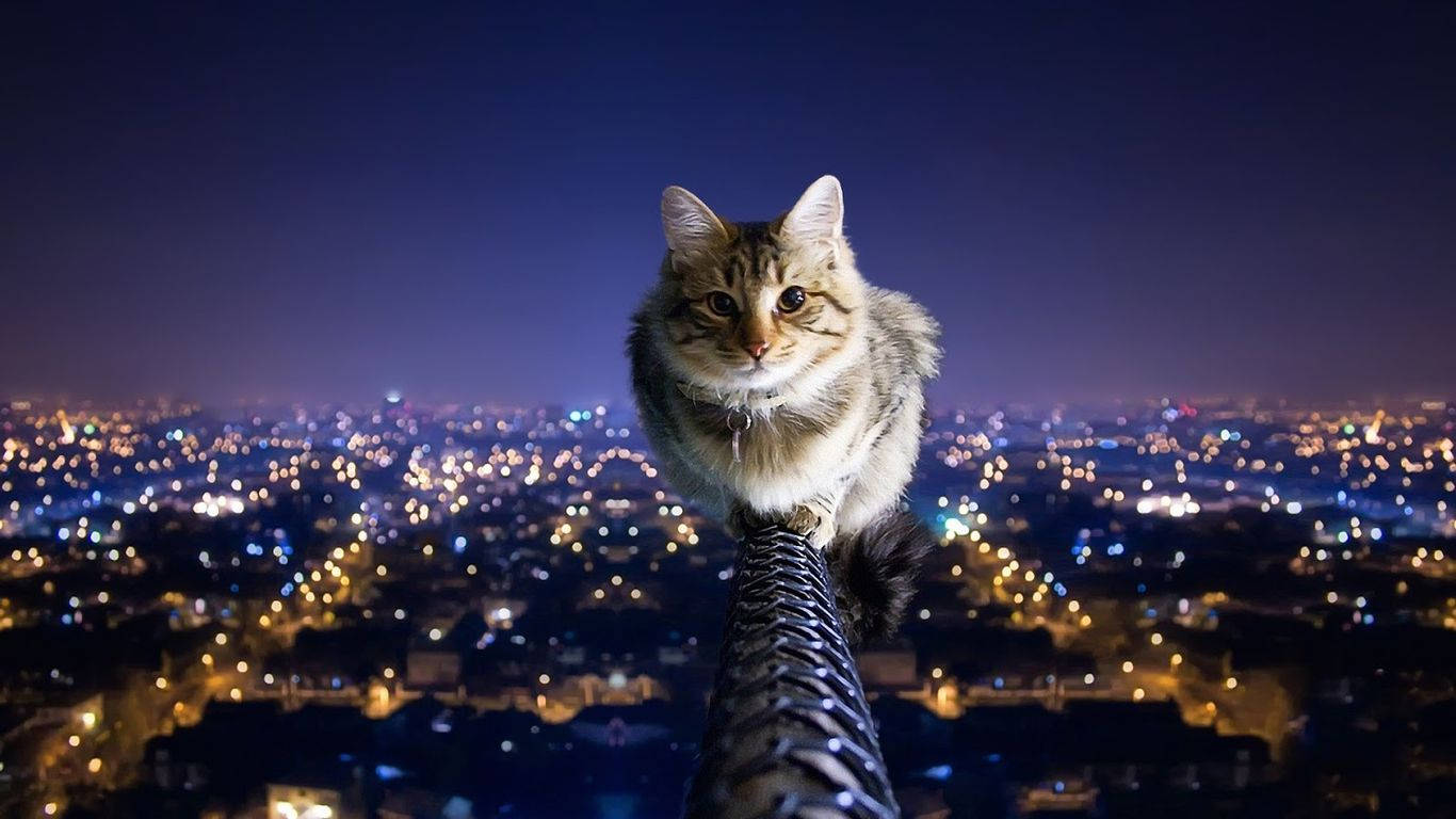 Isang Pusa na Namamasid sa Isang Tanawin ng Siyudad Wallpaper