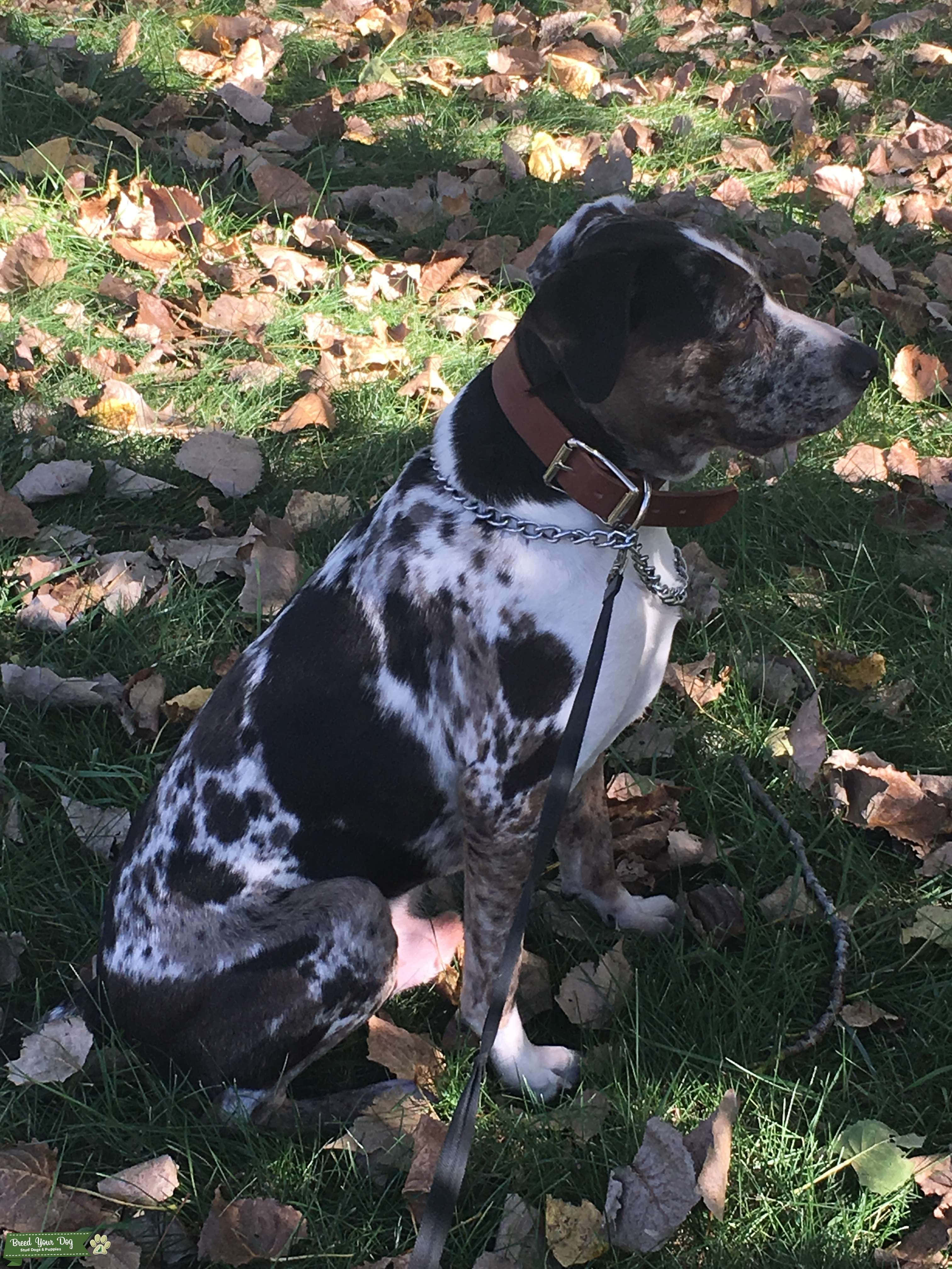 Isang Catahoula Leopard Dog na nakaupo sa araw Wallpaper