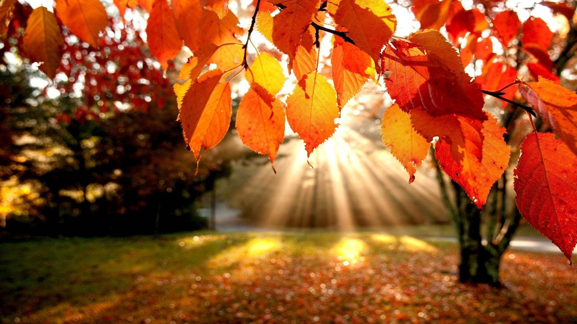 "A Close-Up Look at Autumn Leaves" Wallpaper