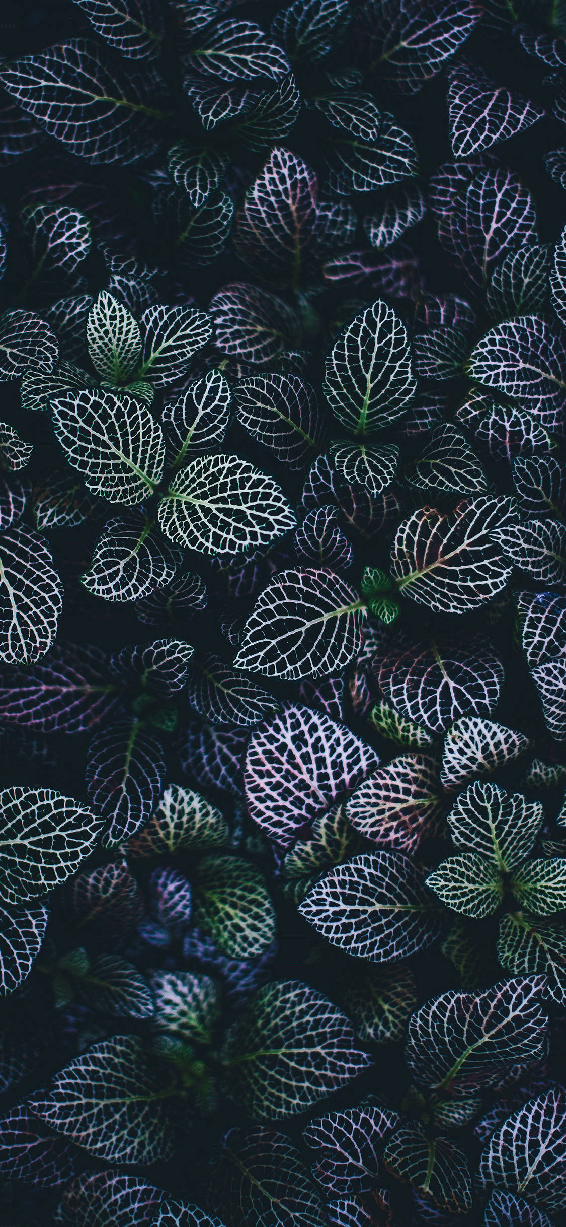 close up ng isang dark green na halaman Wallpaper