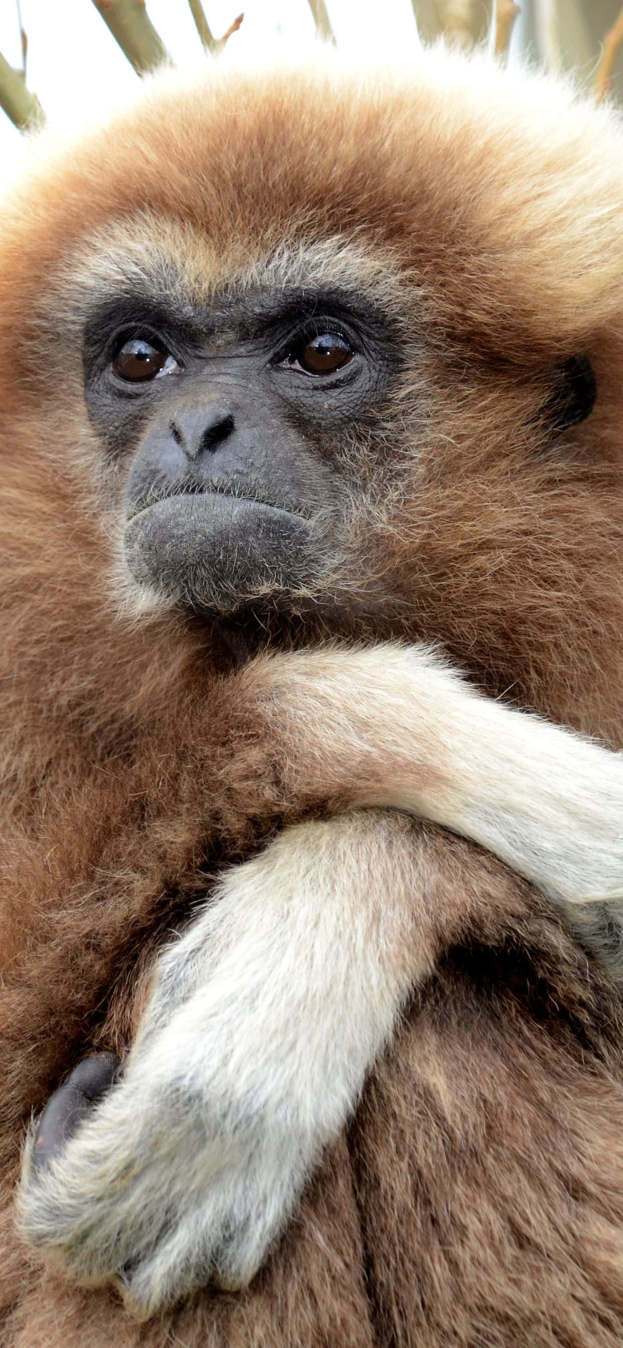 Isang malapit na tanaw ng nakakagulat na iPhone XS Max Gibbon Wallpaper