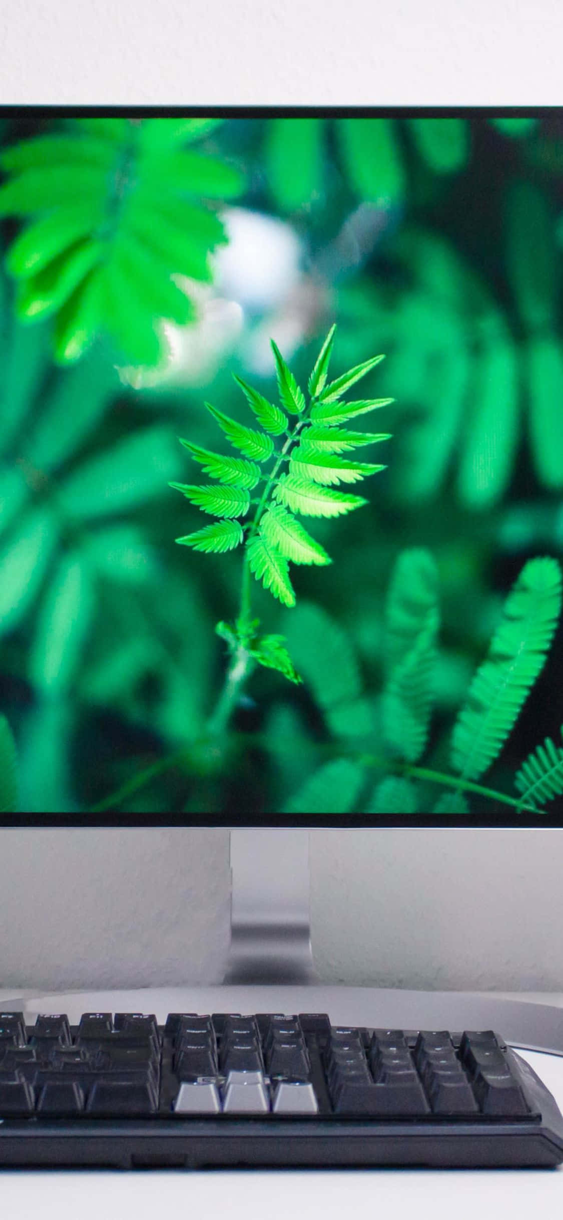 isang computer monitor na may berdeng screen Wallpaper