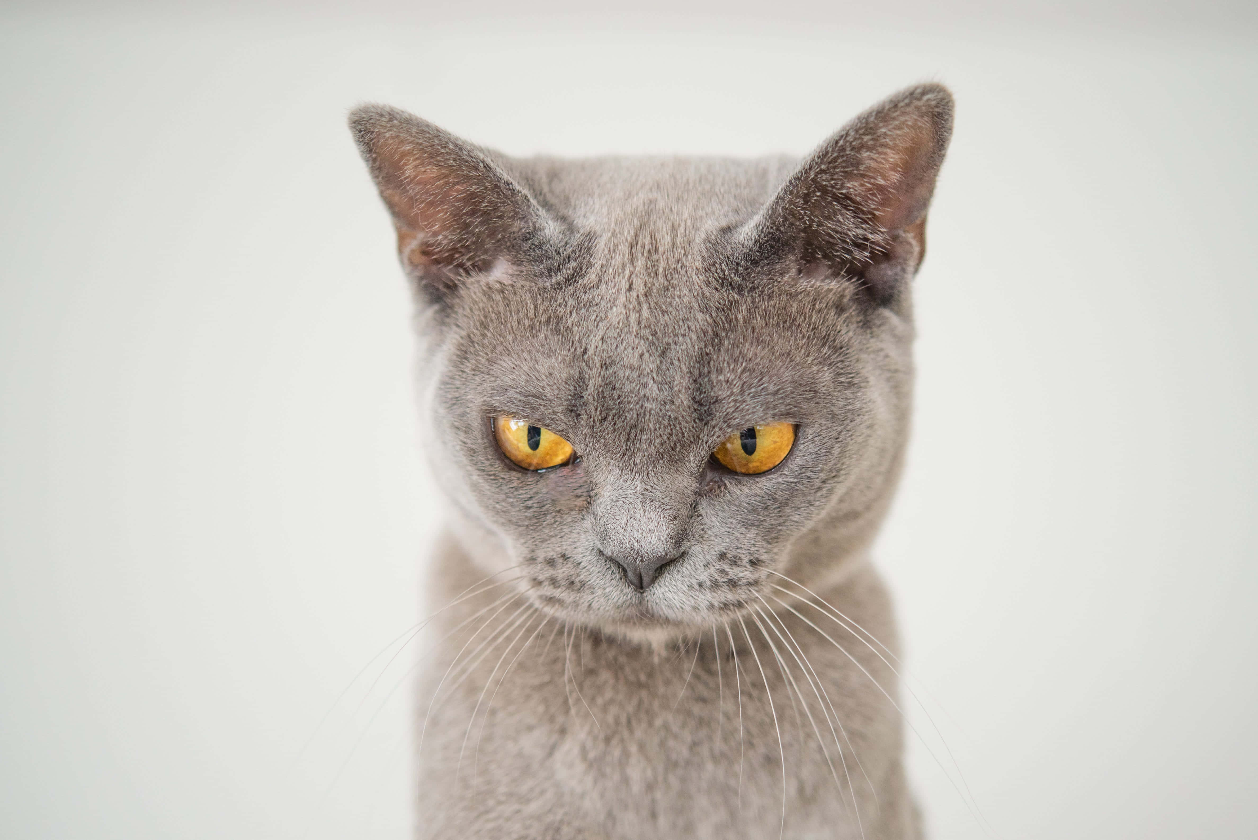 isang gray na pusa na may dilaw na mga mata ay tumitingin sa kamera Wallpaper