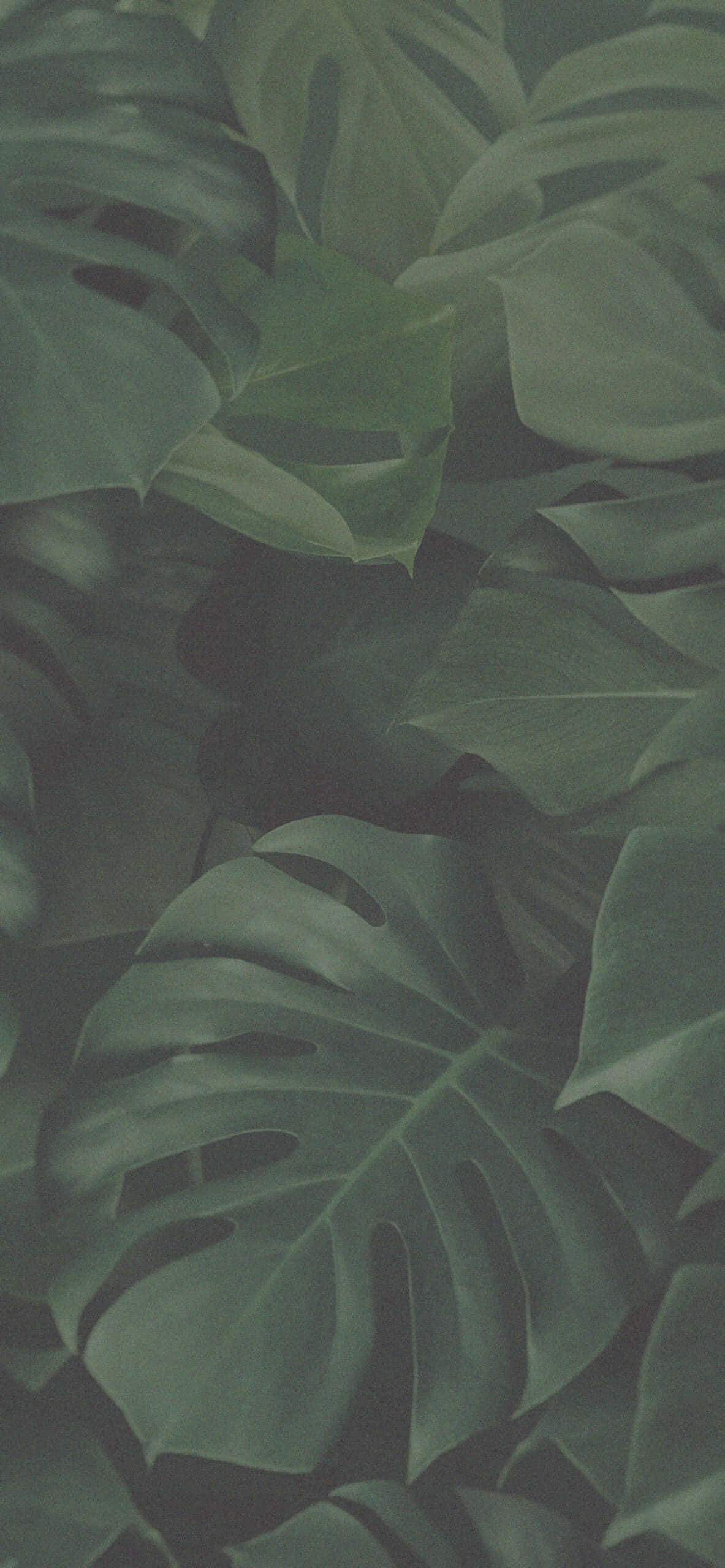 USA ka dako nga green nga dahon Wallpaper