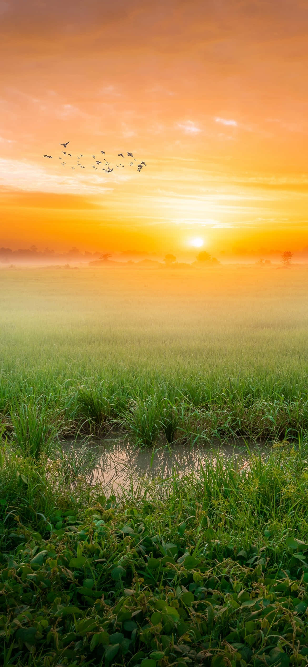 A morning sunrise brings hope and optimism for the day. Wallpaper