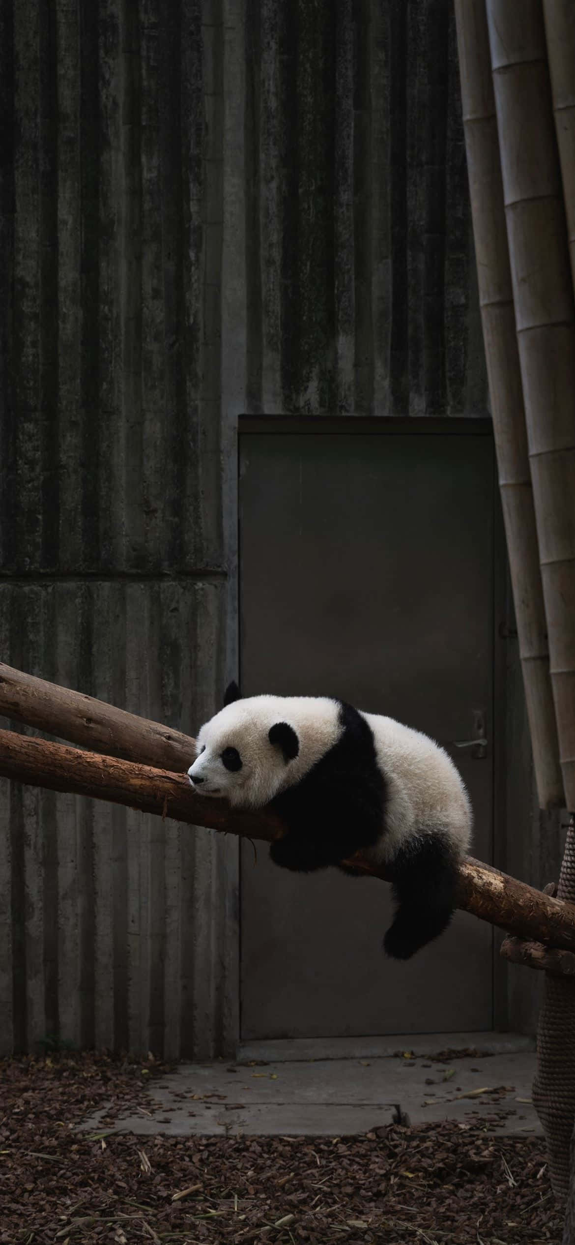 isang panda bear ay natutulog sa isang branch Wallpaper