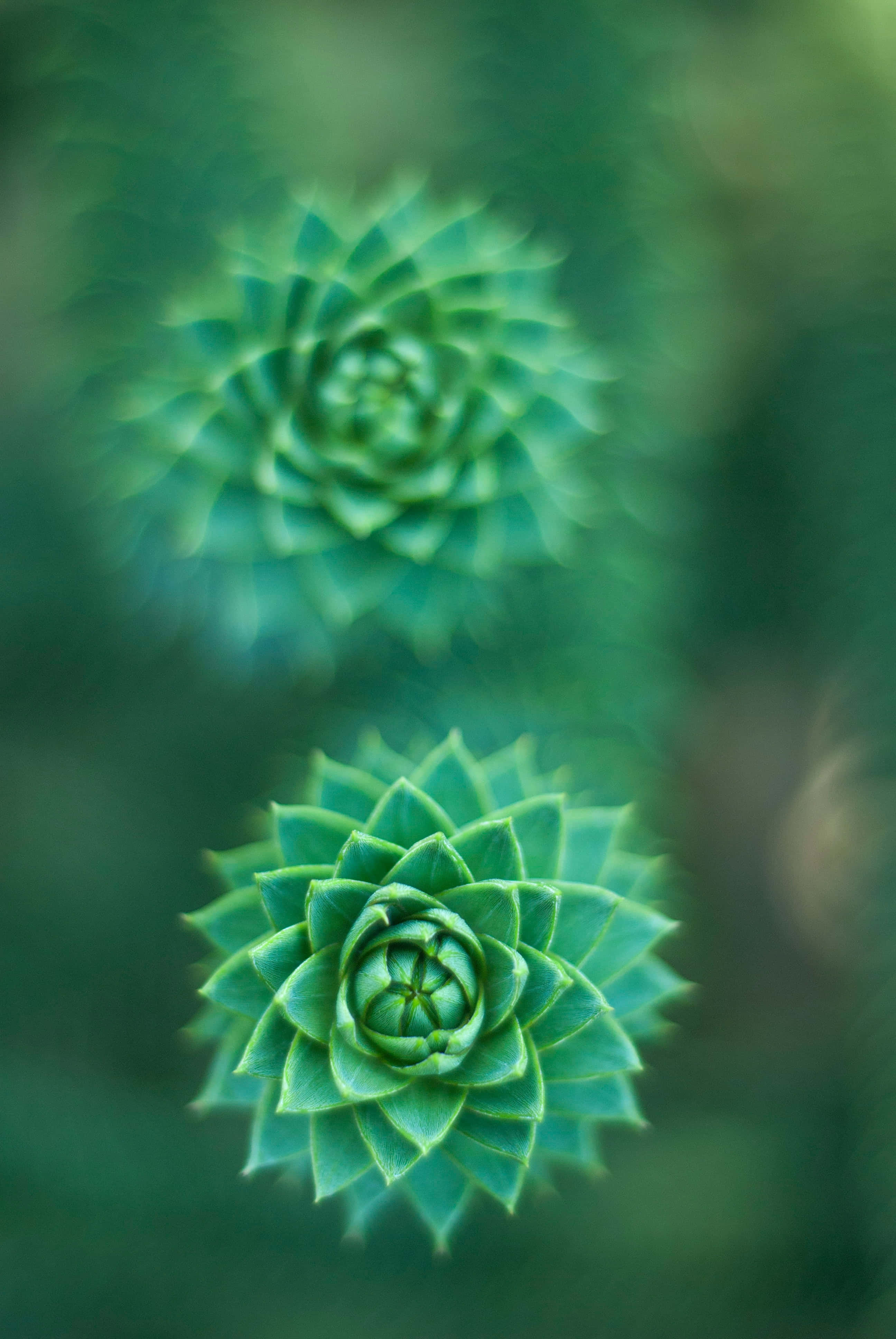 Isang masiglang bulaklak na kulay green na namumulaklak sa ganap na kaluwalhatian Wallpaper