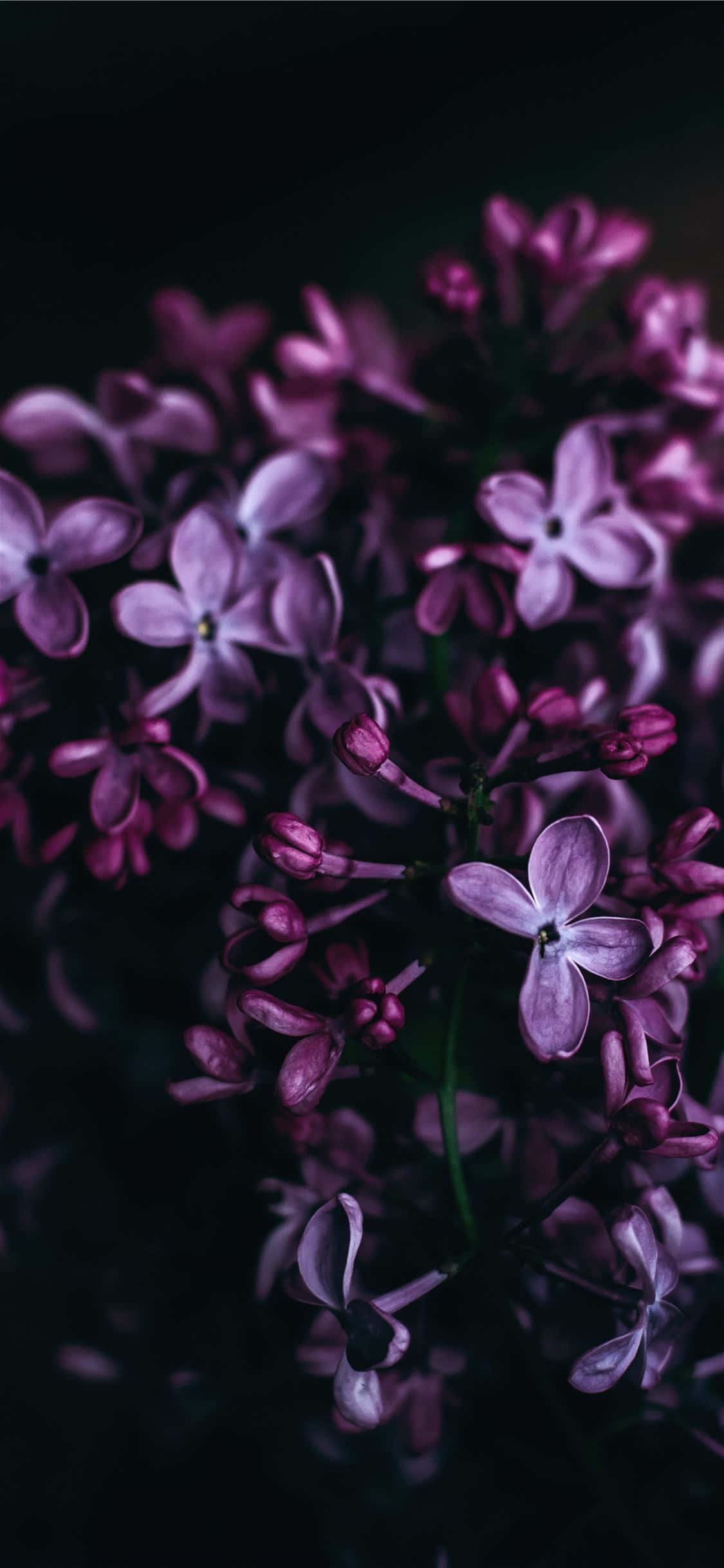 A Vibrant Purple Flower Blooming in the Sun Wallpaper