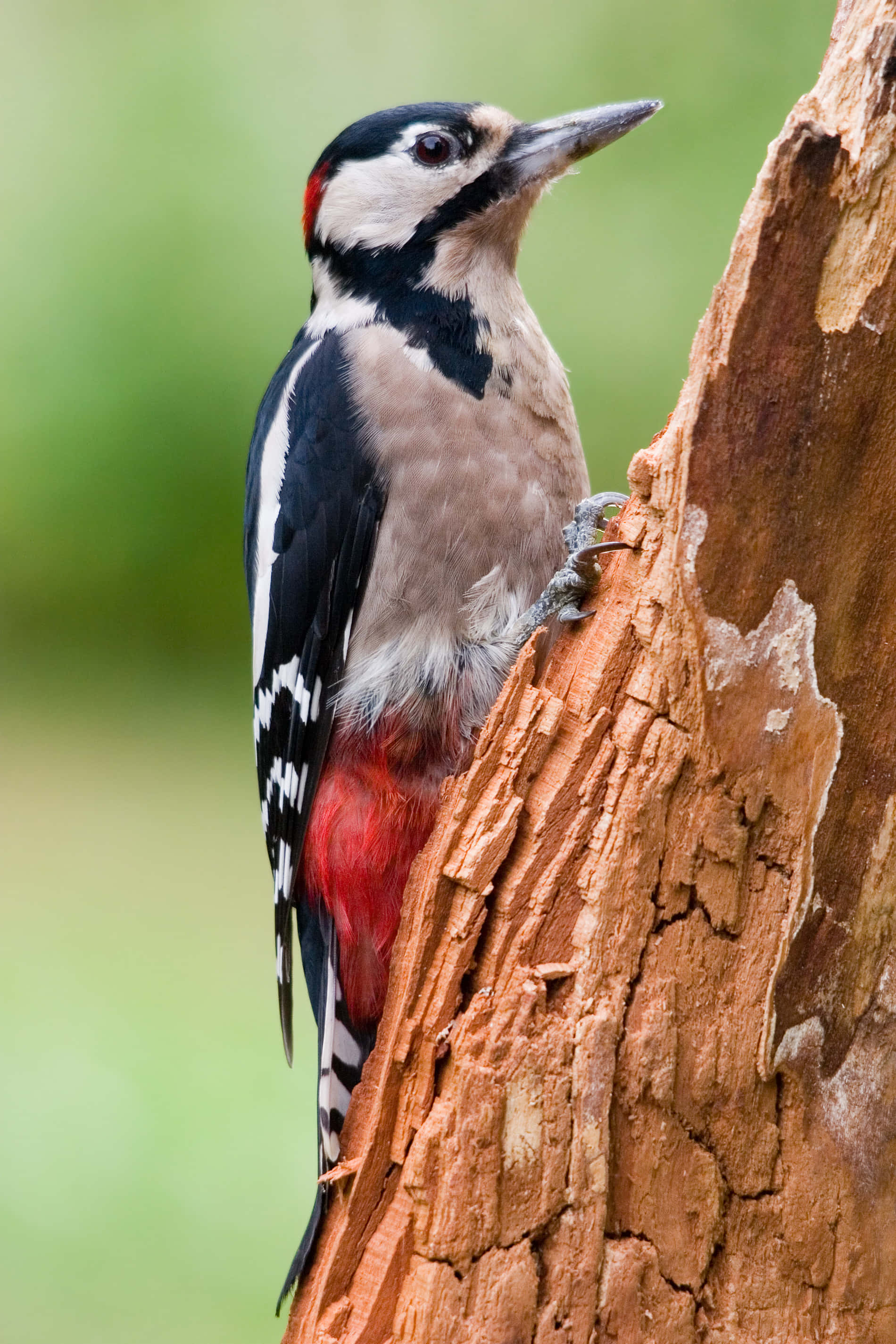 Isang woodpecker na nakadapo sa puno Wallpaper