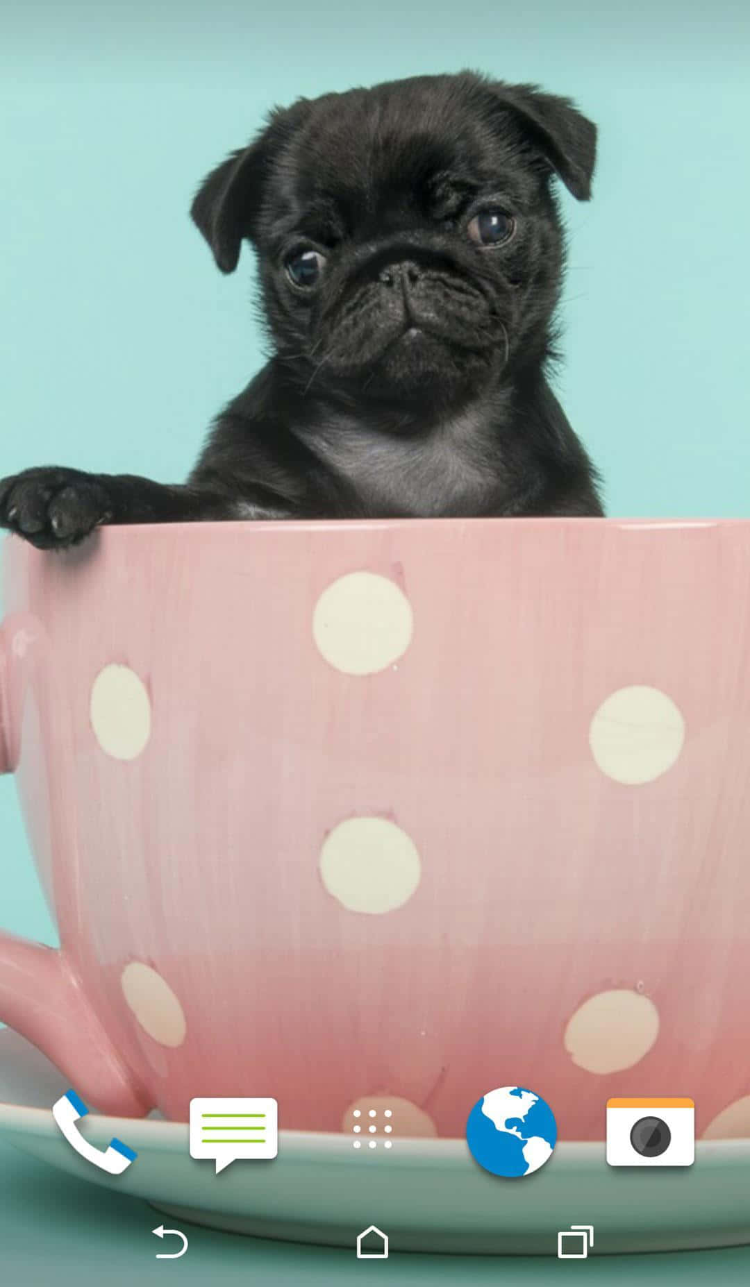 Adorable Baby Pink na mga Tuta Wallpaper