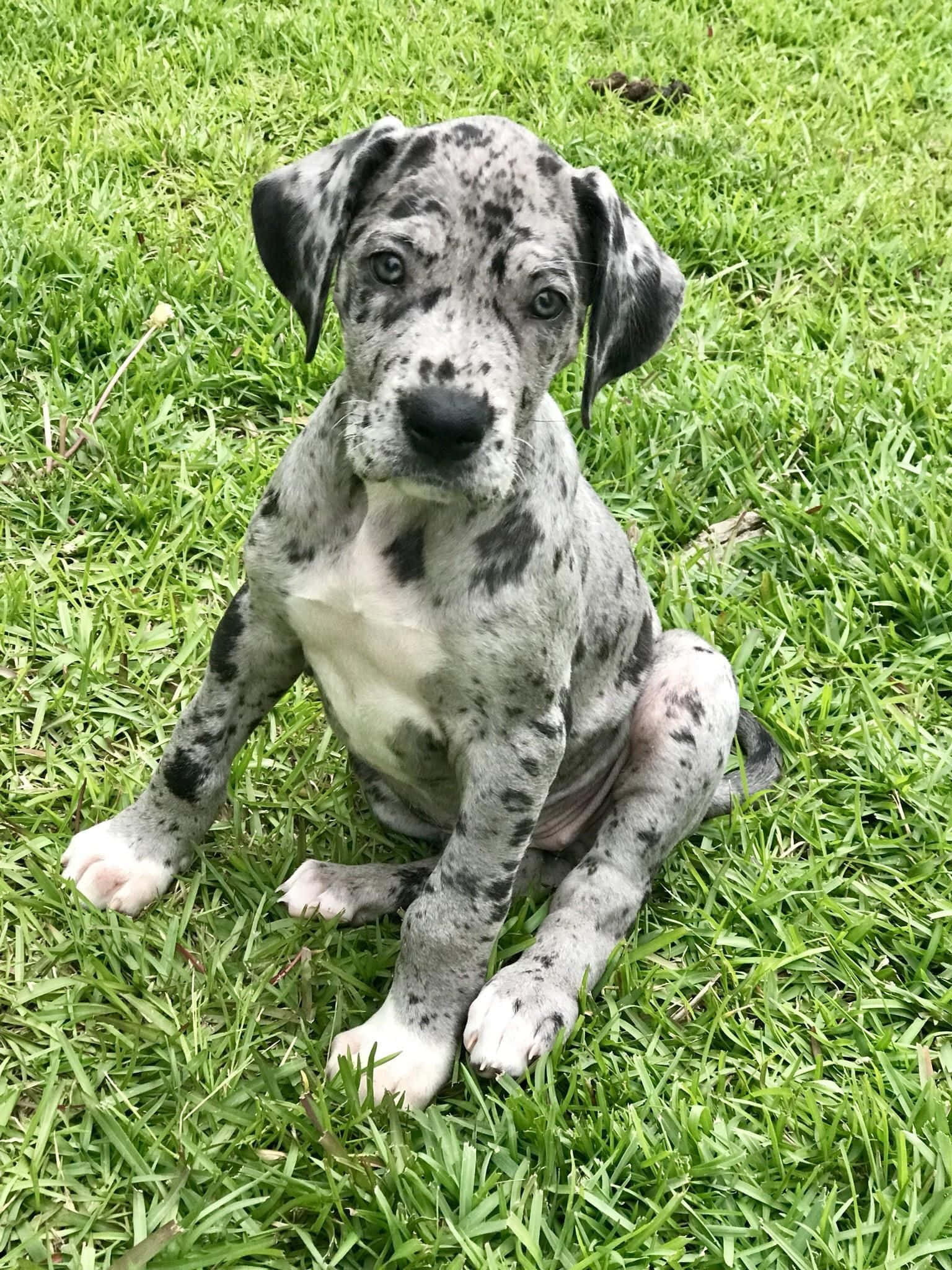 Adorable Great Dane Puppies Wallpaper