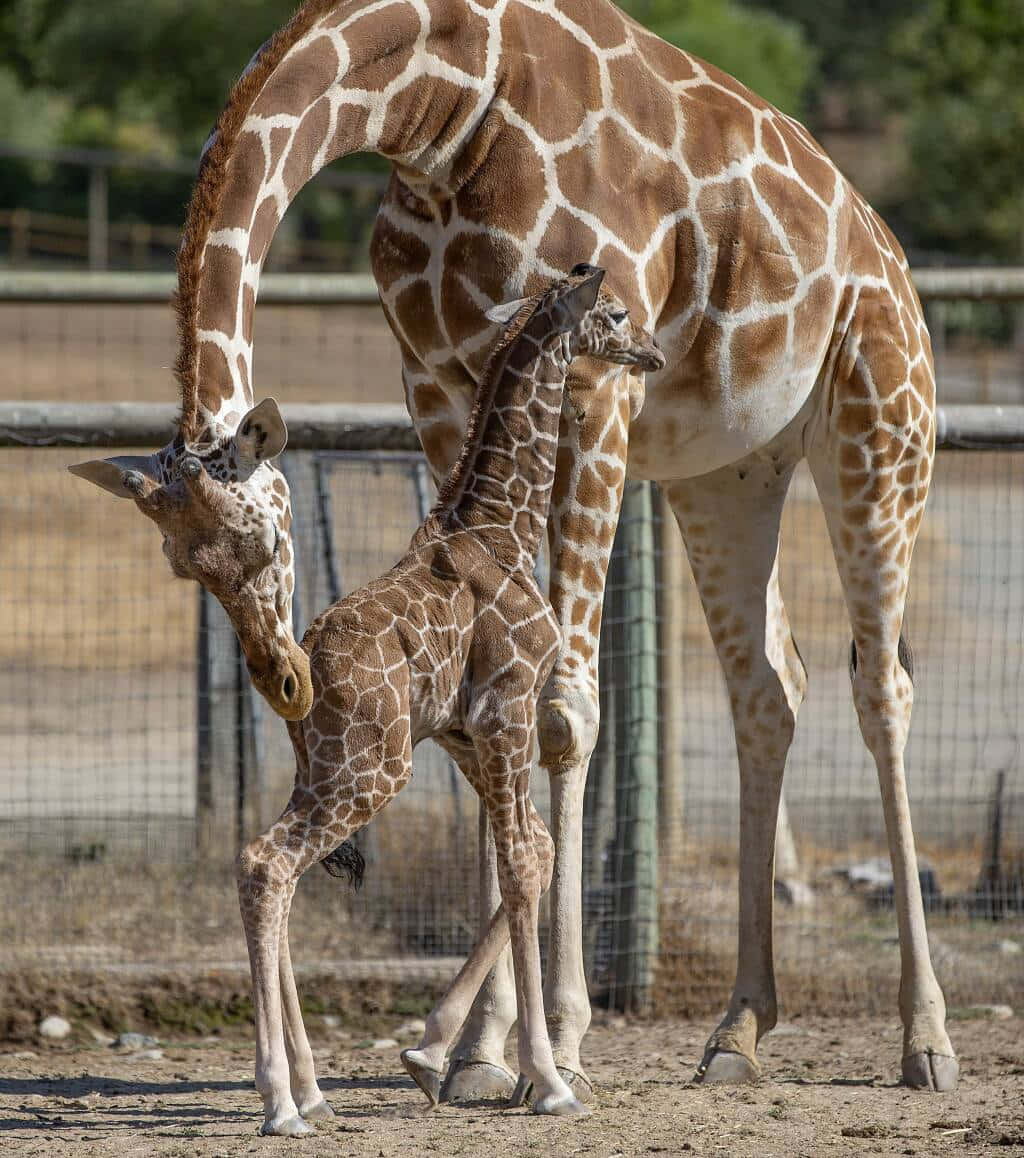 Adorable na Maliit na Giraffe na May Big Dreams Wallpaper