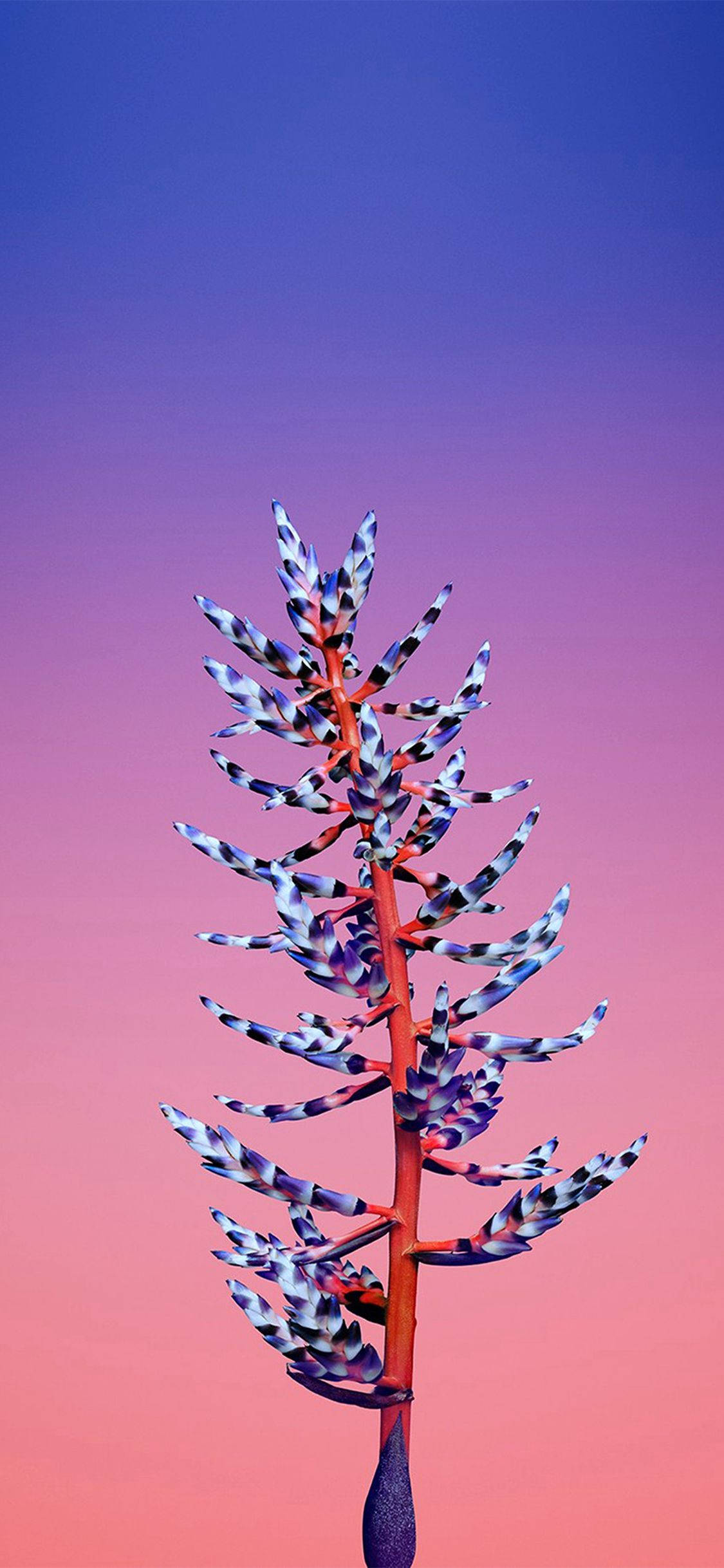 Aechmea Flower Apple Wallpaper