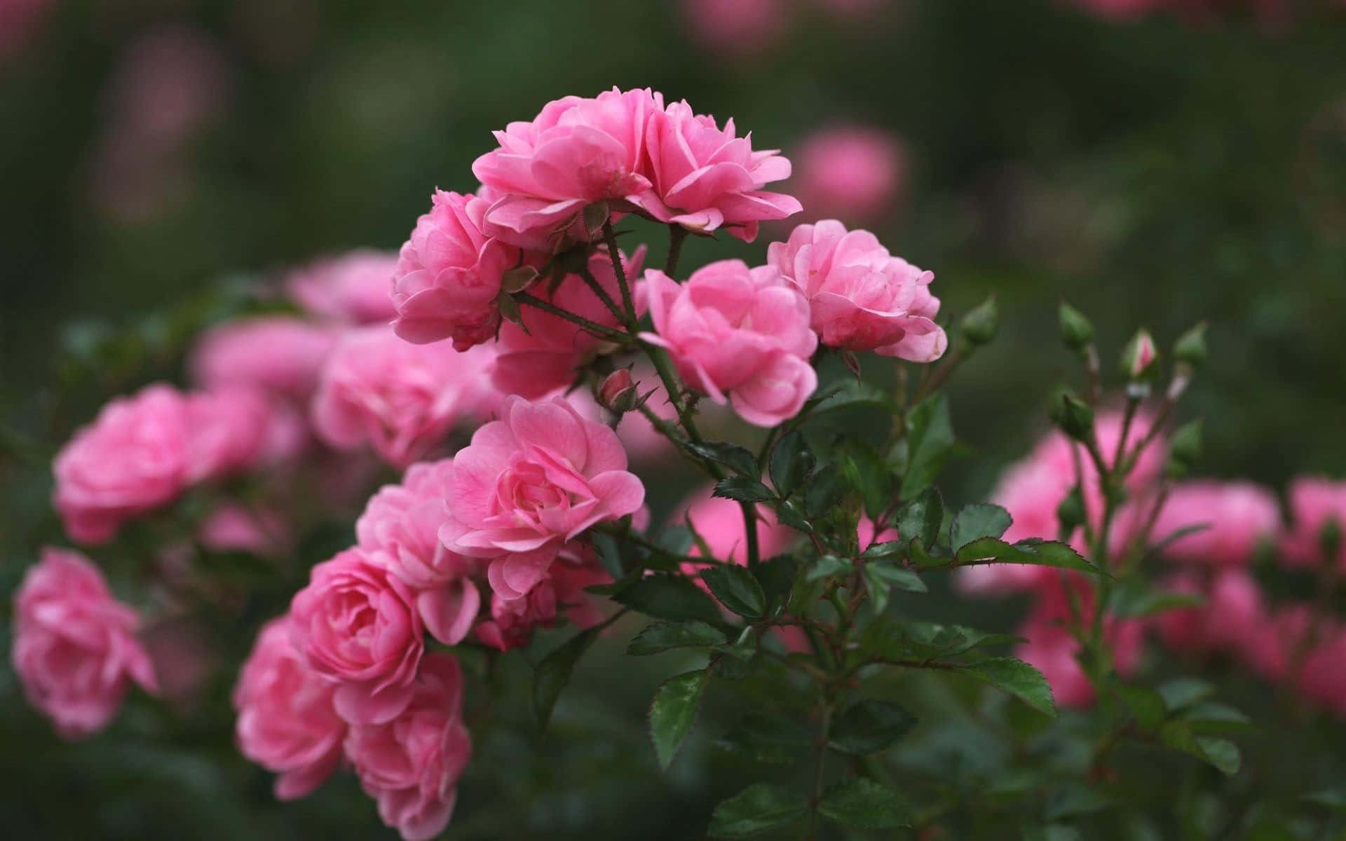 Aesthetic at Magagandang Bulaklak na Namumukad sa Kalikasan Wallpaper