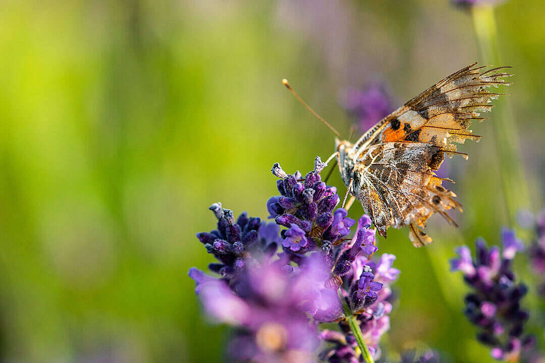 Aesthetic Butterfly na May Sirang Pakpak Wallpaper
