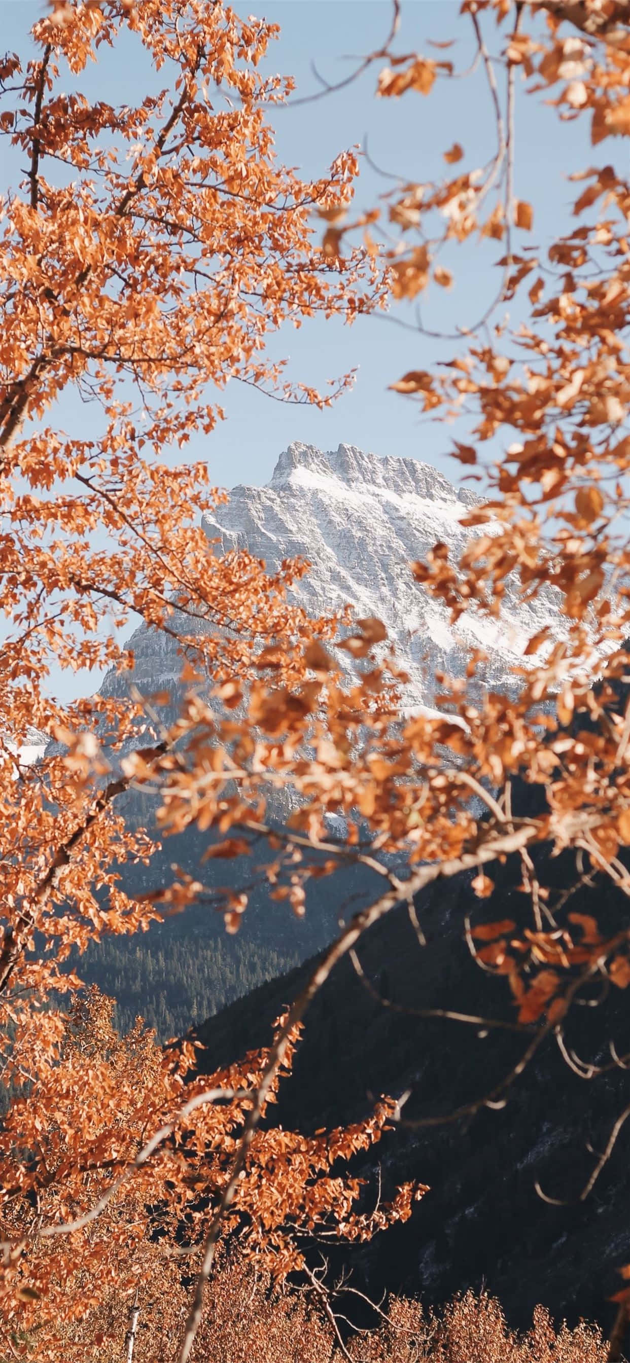 Aesthetic Home Screen Mountain Autumn Trees Wallpaper