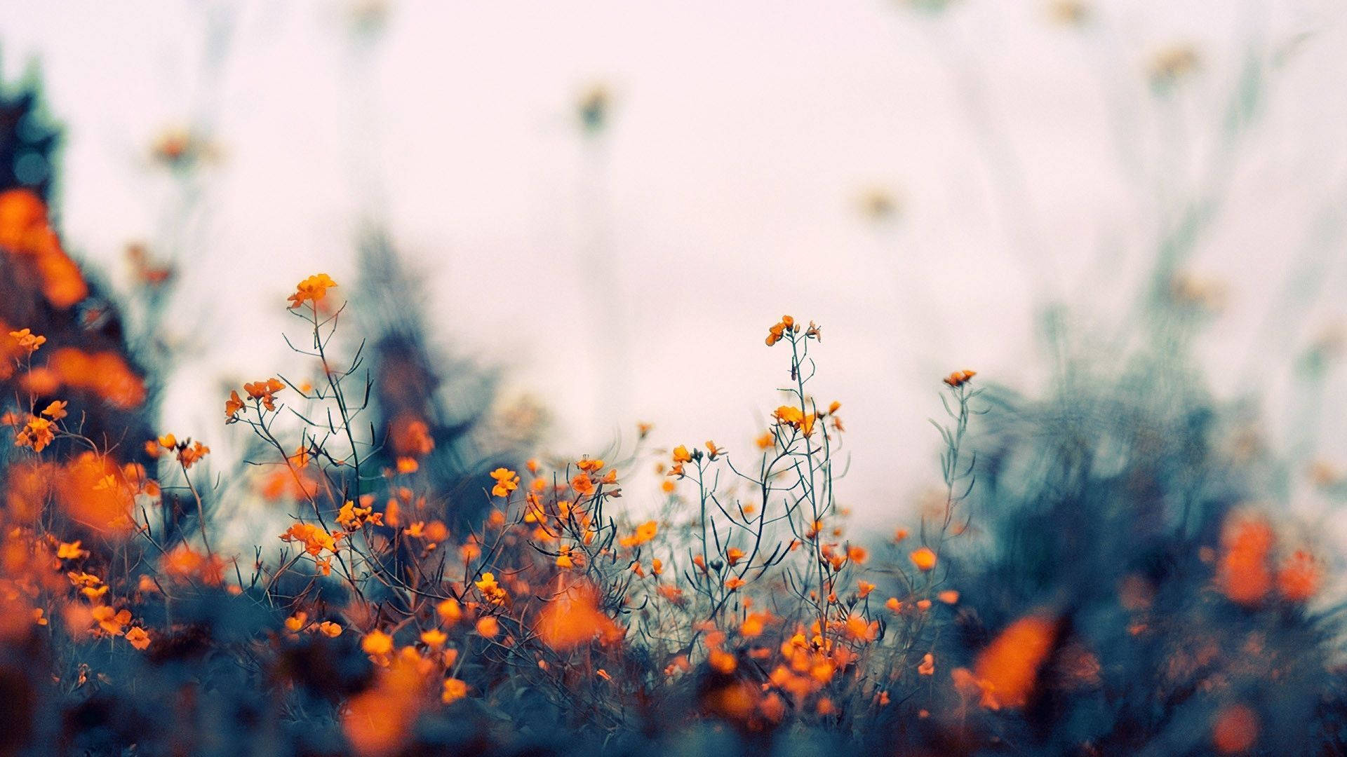 Aesthetic Indie na Laptop na may Kahel na Bulaklak sa Bukid Wallpaper