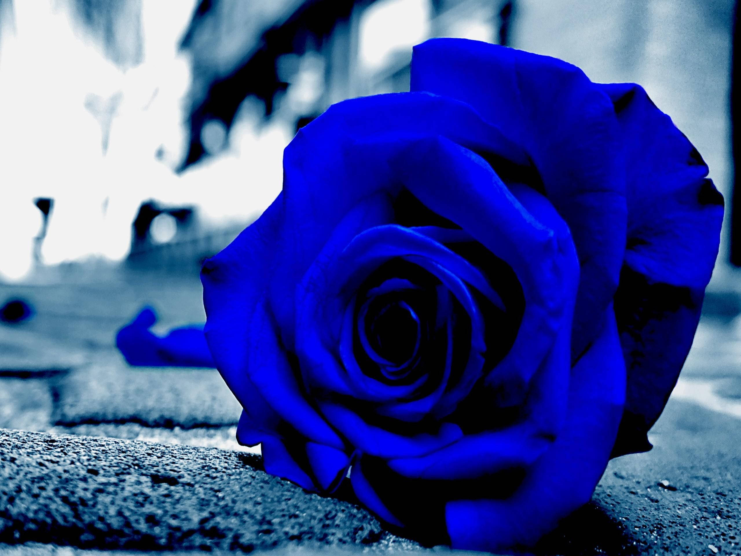Aesthetic na Asul na Rosas na Close-Up Wallpaper