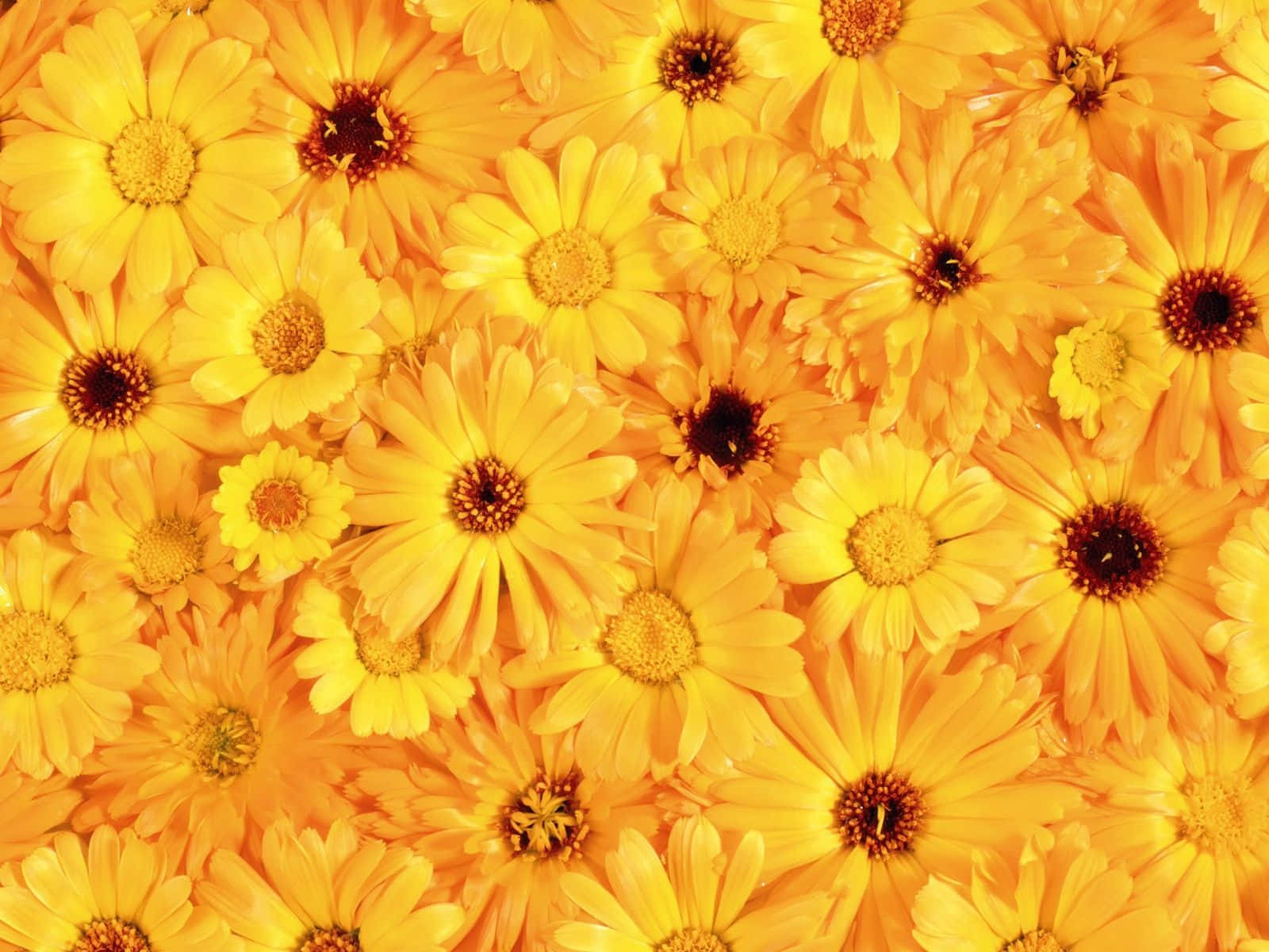 Aesthetic na Background ng Bulaklak: Namumukadkad na Ganda para sa Iyong Screen Wallpaper