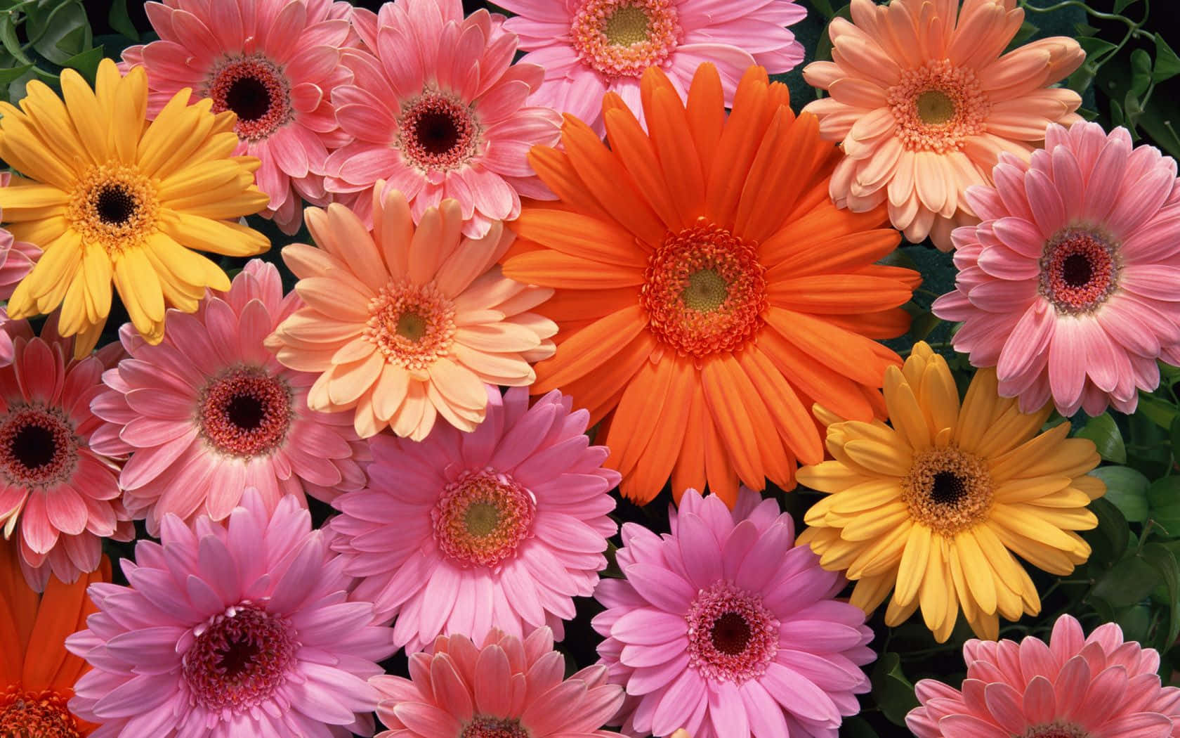 Aesthetic na Background ng Bulaklak Wallpaper
