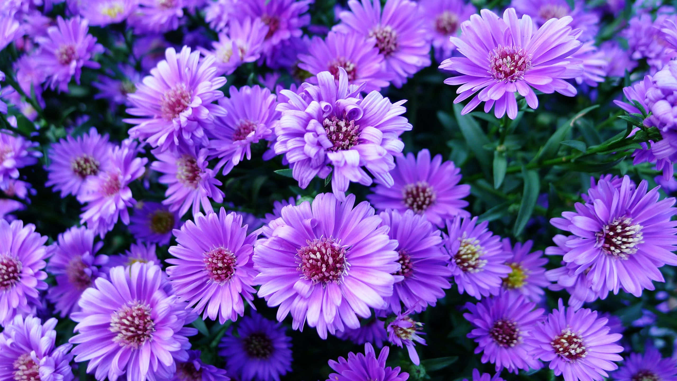 Aesthetic na Background ng Bulaklak: Namumulaklak na mga Kulay Wallpaper
