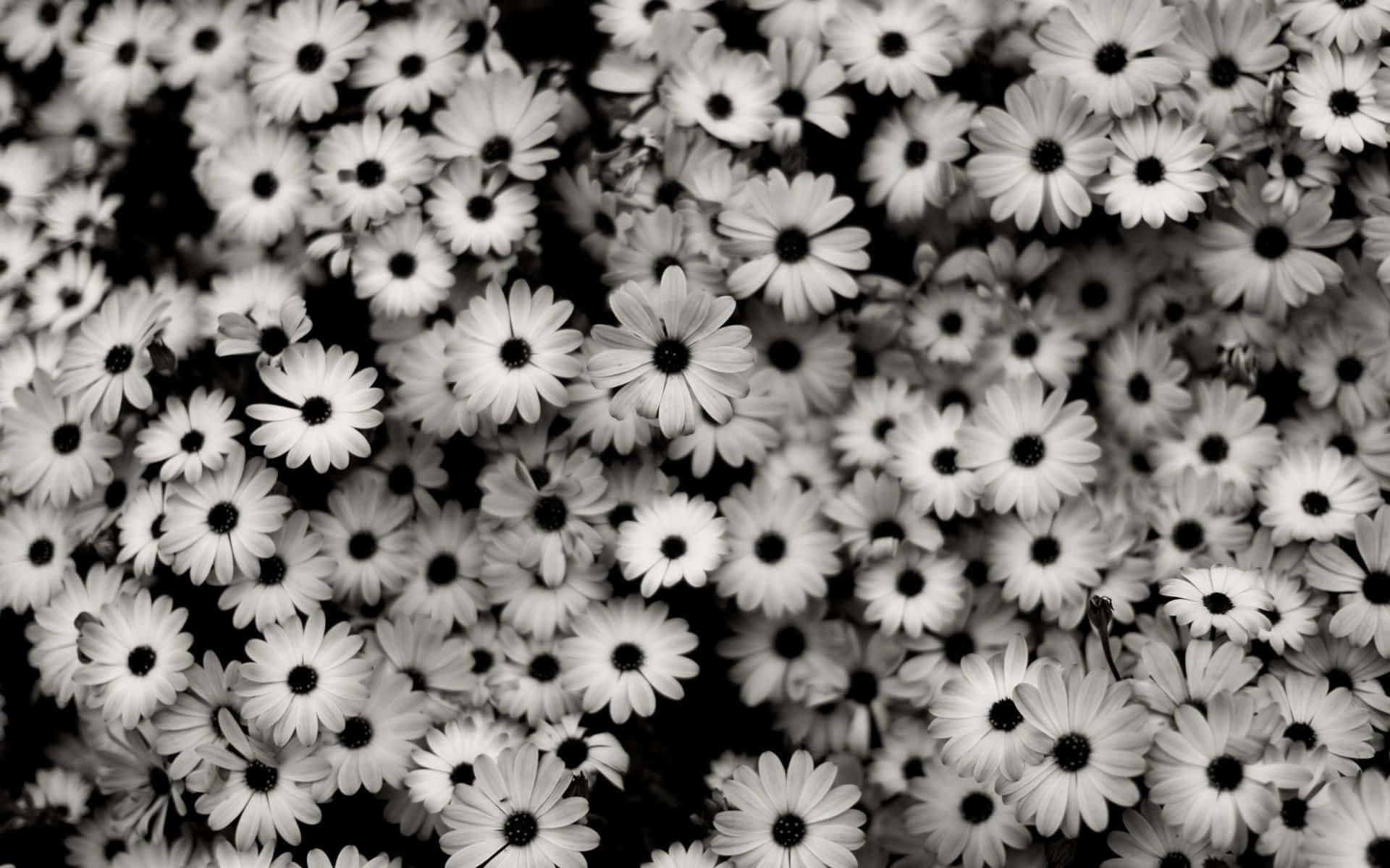 Aesthetic na Background ng Bulaklak: Makukulay na mga Bulaklak sa Mataas na Resolusyon Wallpaper