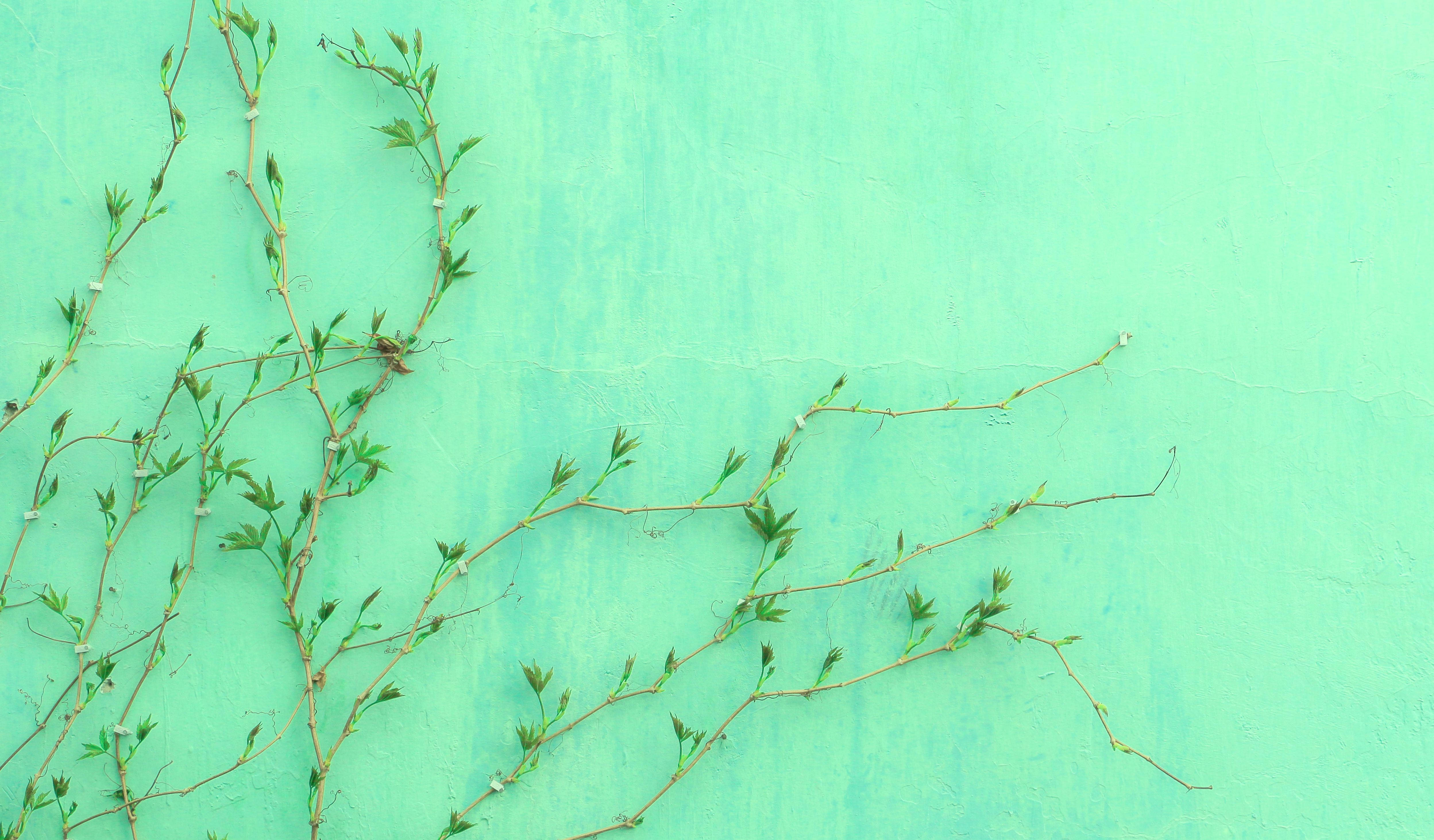Aesthetic na Baging na Light Green Wallpaper