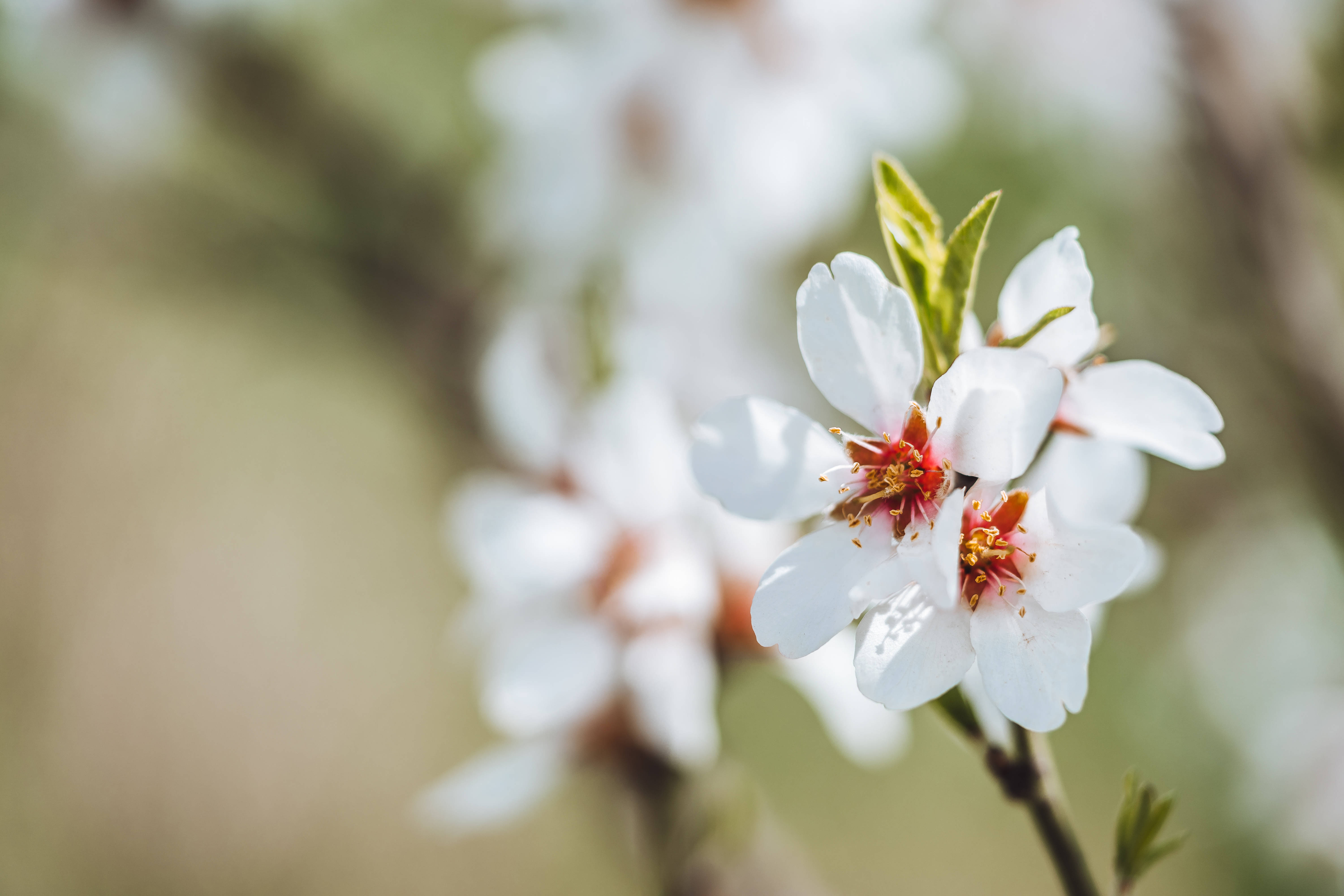 Aesthetic na Bulaklak na Almond Blossoms Wallpaper